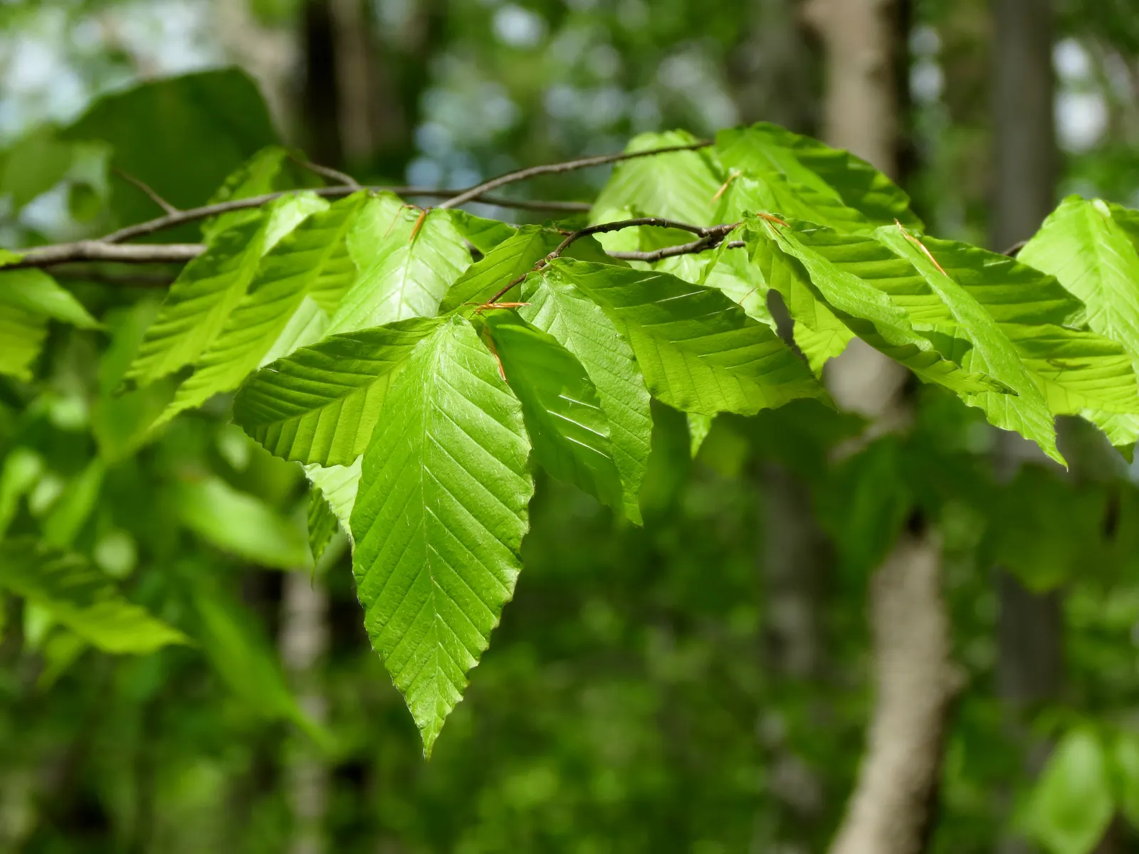 American Beech (Fagus grandifolia) — displaying adaptability yet preferring well-drained; it is hardy from USDA zones 4 through 9, image 92