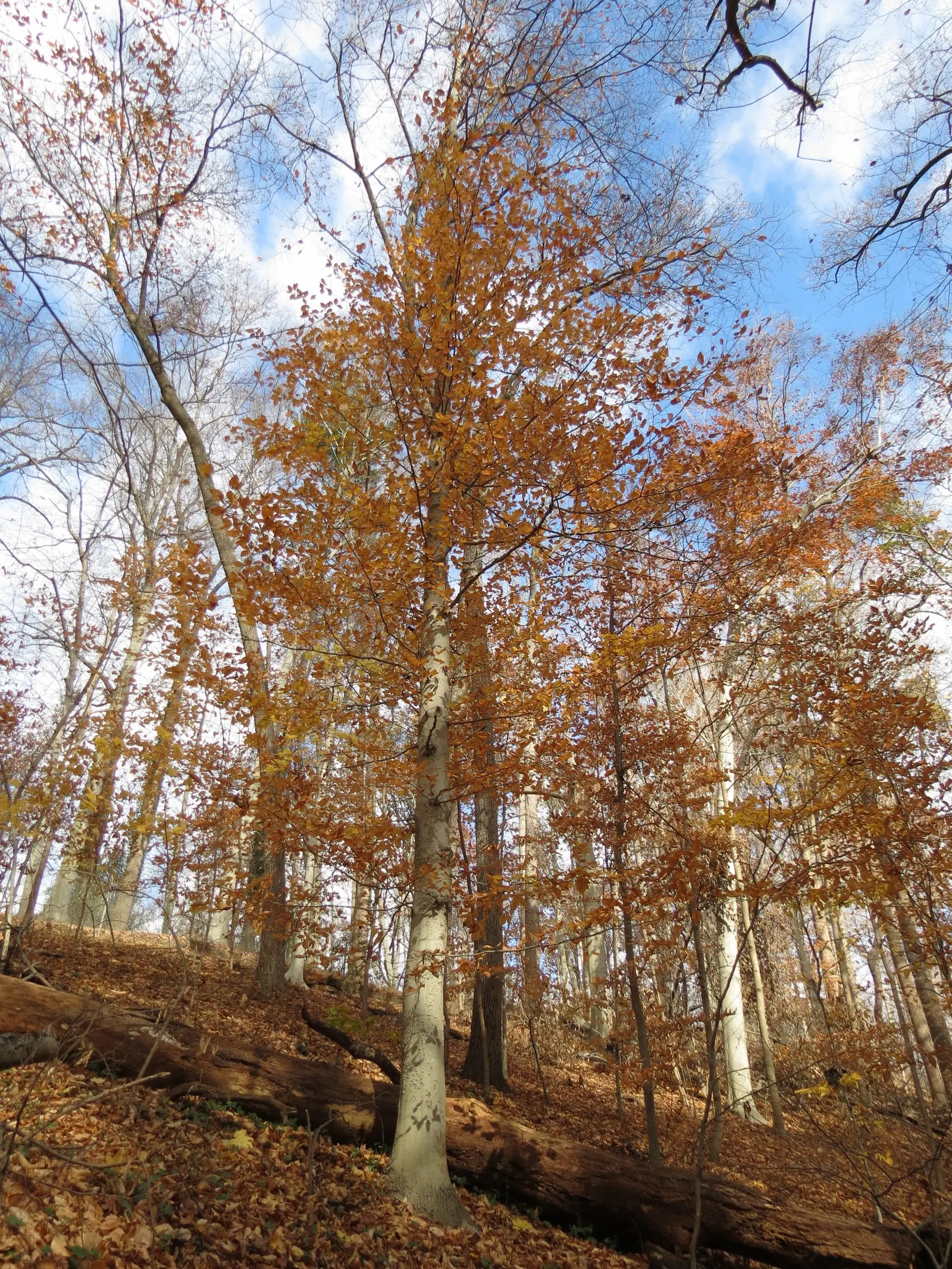 American Beech (Fagus grandifolia) — displaying adaptability yet preferring well-drained; it is hardy from USDA zones 4 through 9