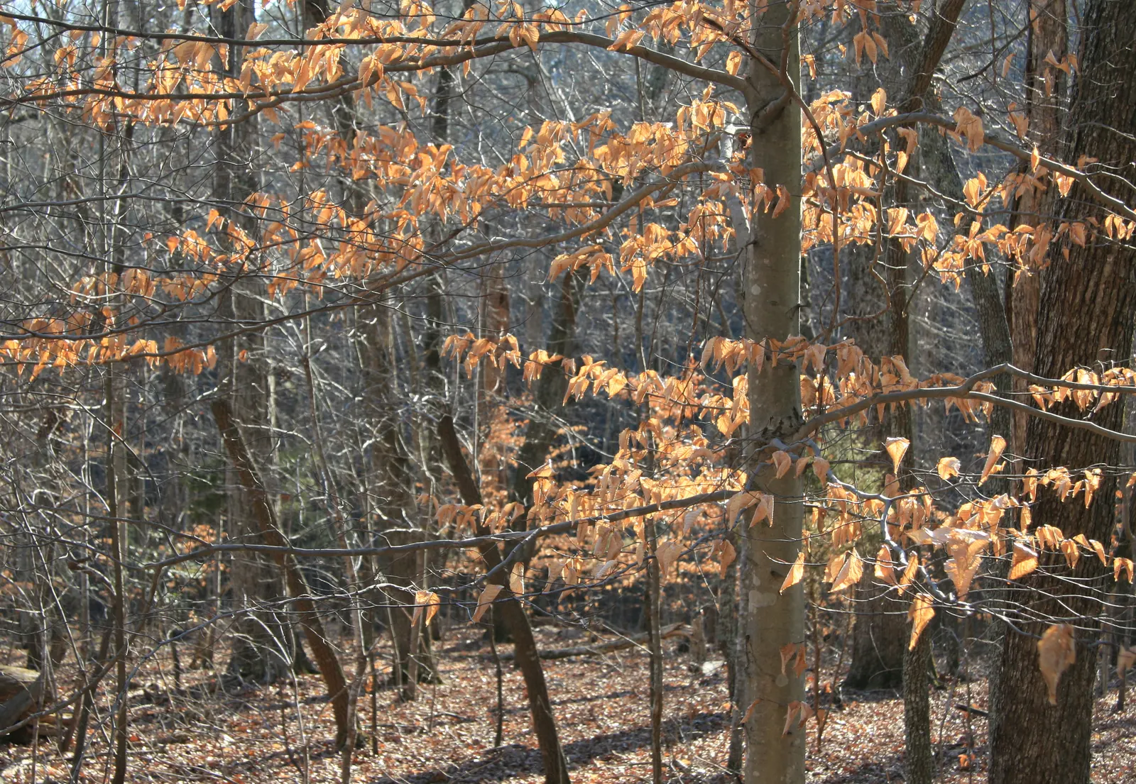 American Beech (Fagus grandifolia) — acidic soils.<br><br>When integrating the American Beech into landscape designs; the beech maintains a shallow root system