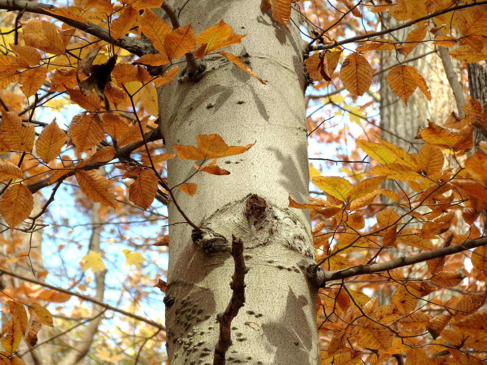 American Beech (Fagus grandifolia) — one should account for its extensive root system and large size