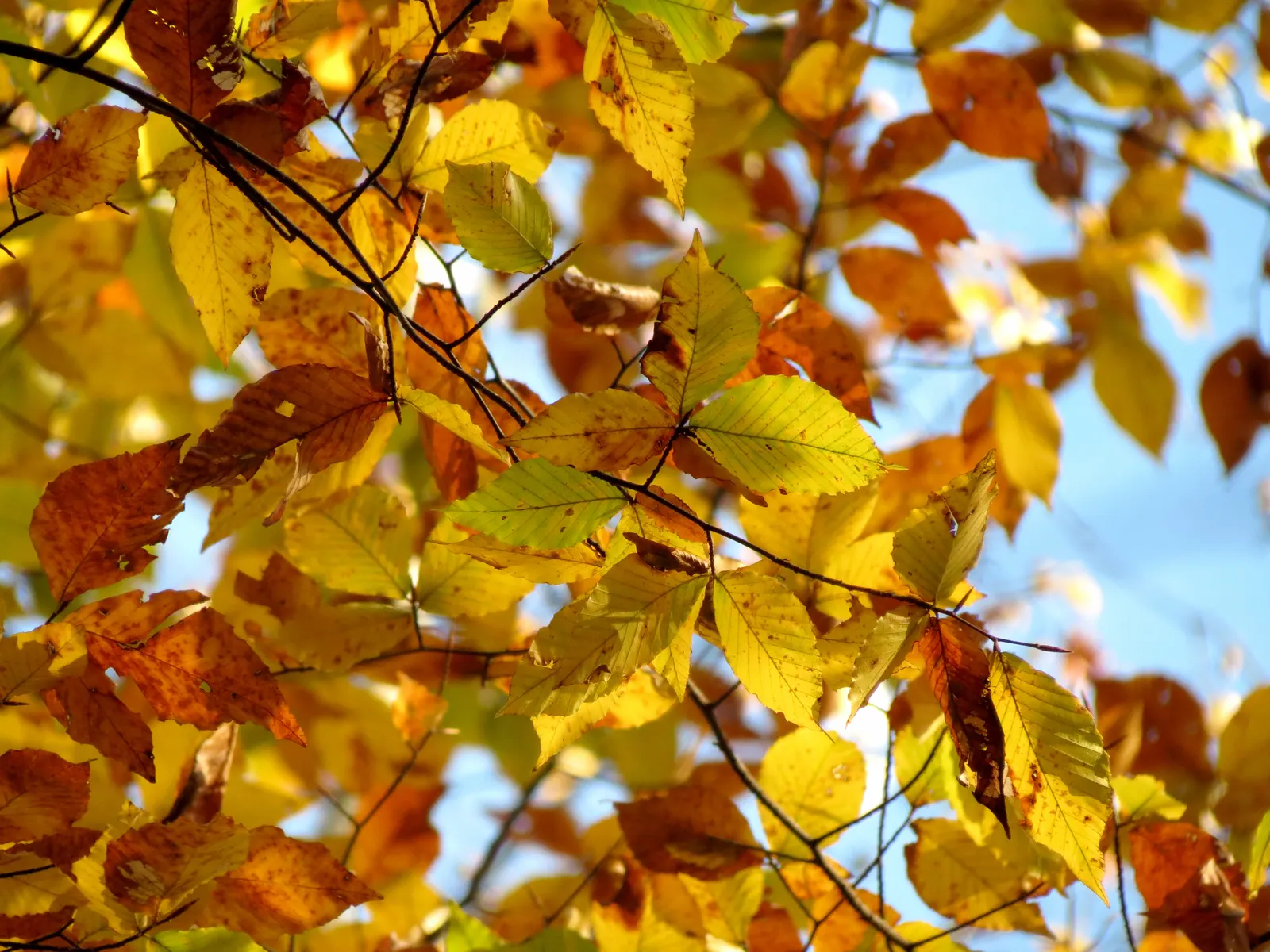 American Beech (Fagus grandifolia) — It is hardy from USDA zones 4 through 9; with an impressive canopy spread of up to 40 to 70 feet