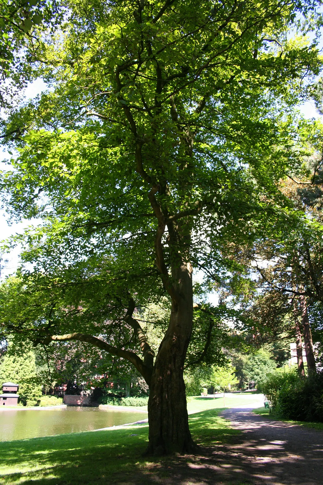 American Beech (Fagus grandifolia) — The American Beech (Fagus grandifolia) is a majestic shade tree; prefers well-drained, acidic soil and full, image 76