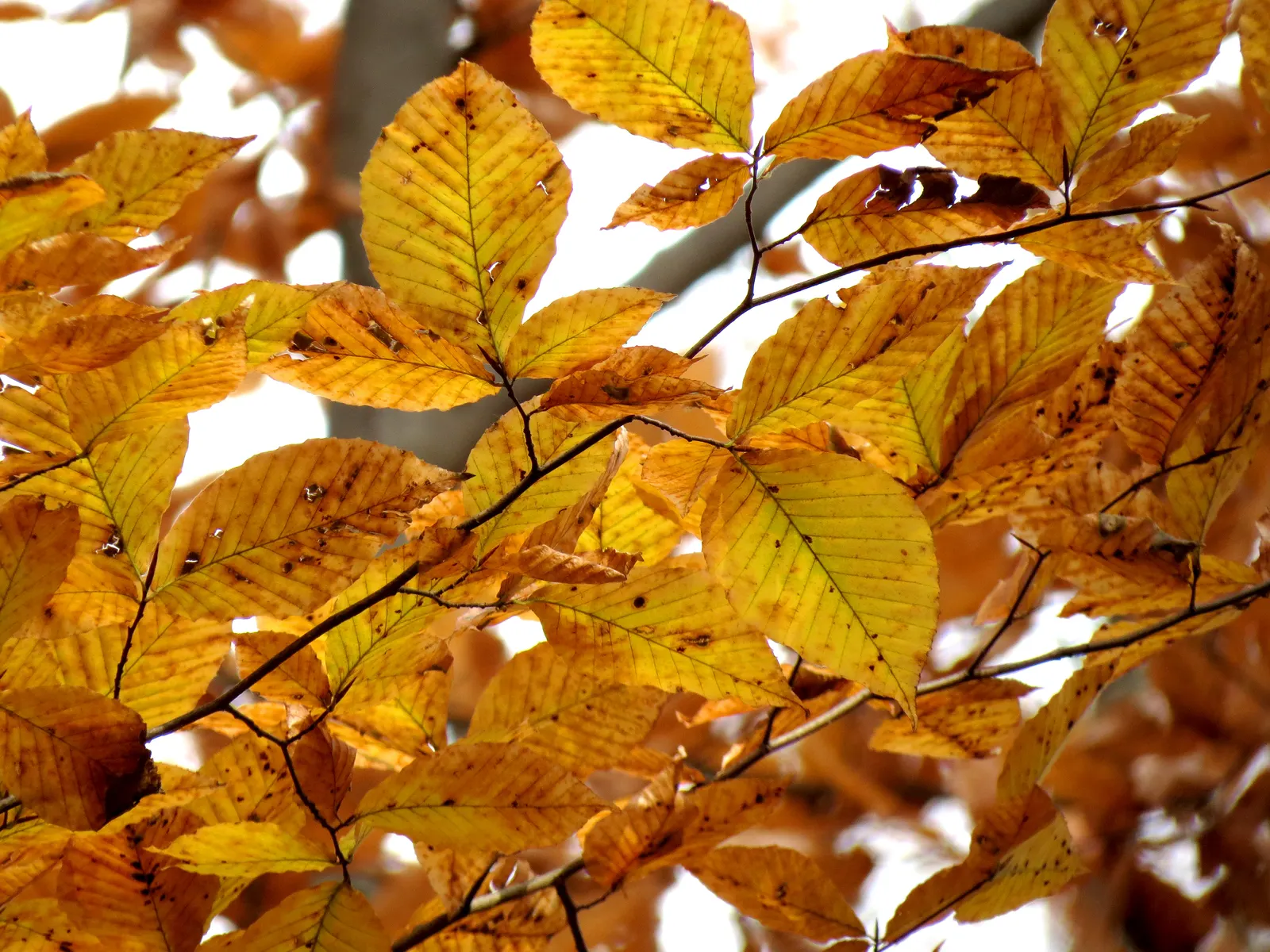 American Beech (Fagus grandifolia) — acidic soils.<br><br>When integrating the American Beech into landscape designs; the beech maintains a shallow, image 93