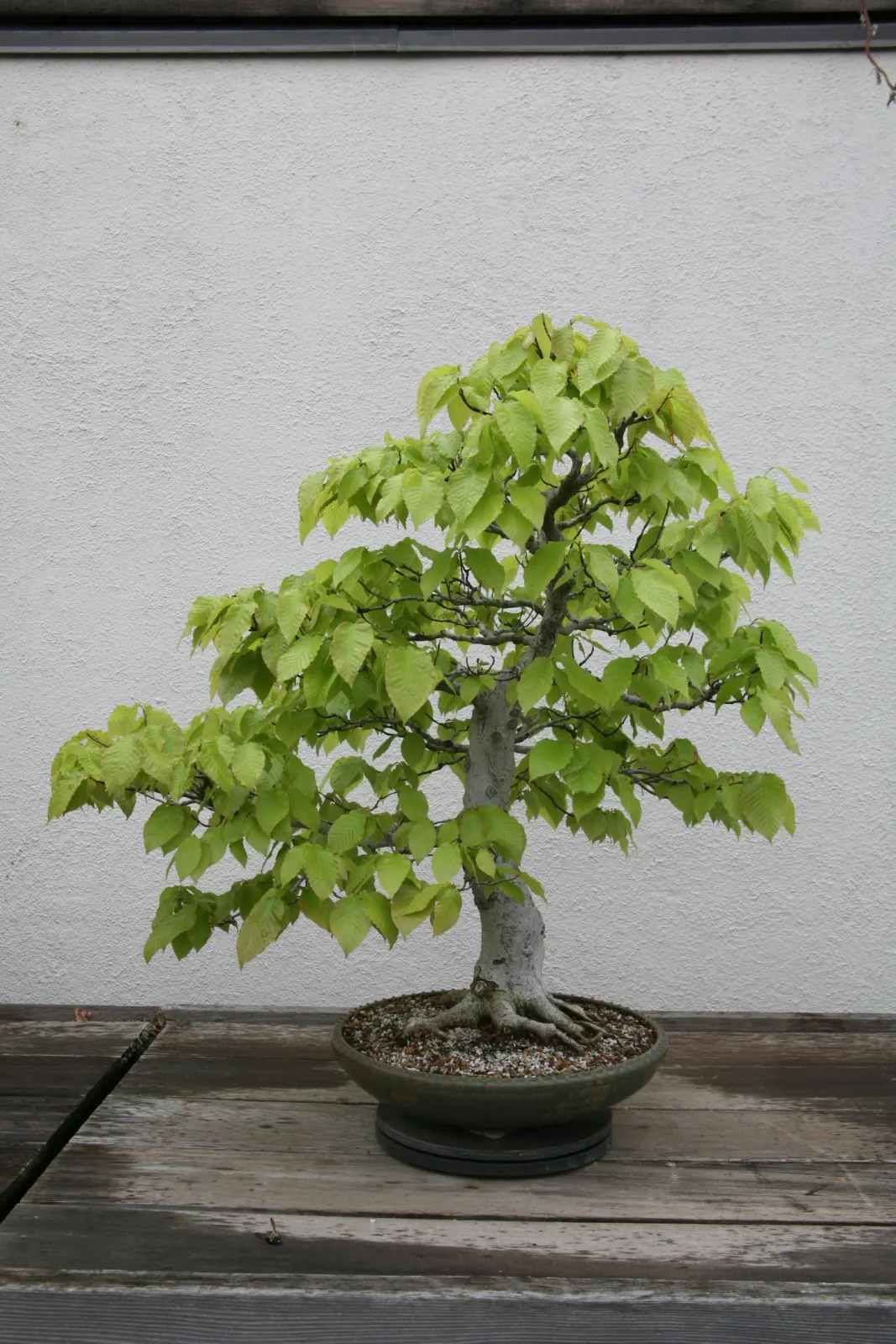 American Beech (Fagus grandifolia) — one should account for its extensive root system and large size; zone 3-9 hardy, it's a slow-growing, image 69
