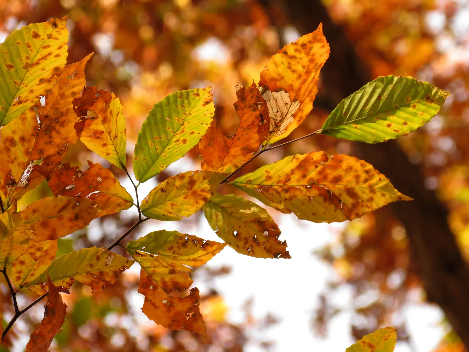 American Beech (Fagus grandifolia) — as the dense foliage permits very little sunlight to penetrate; the American Beech (Fagus grandifolia) is a, image 72