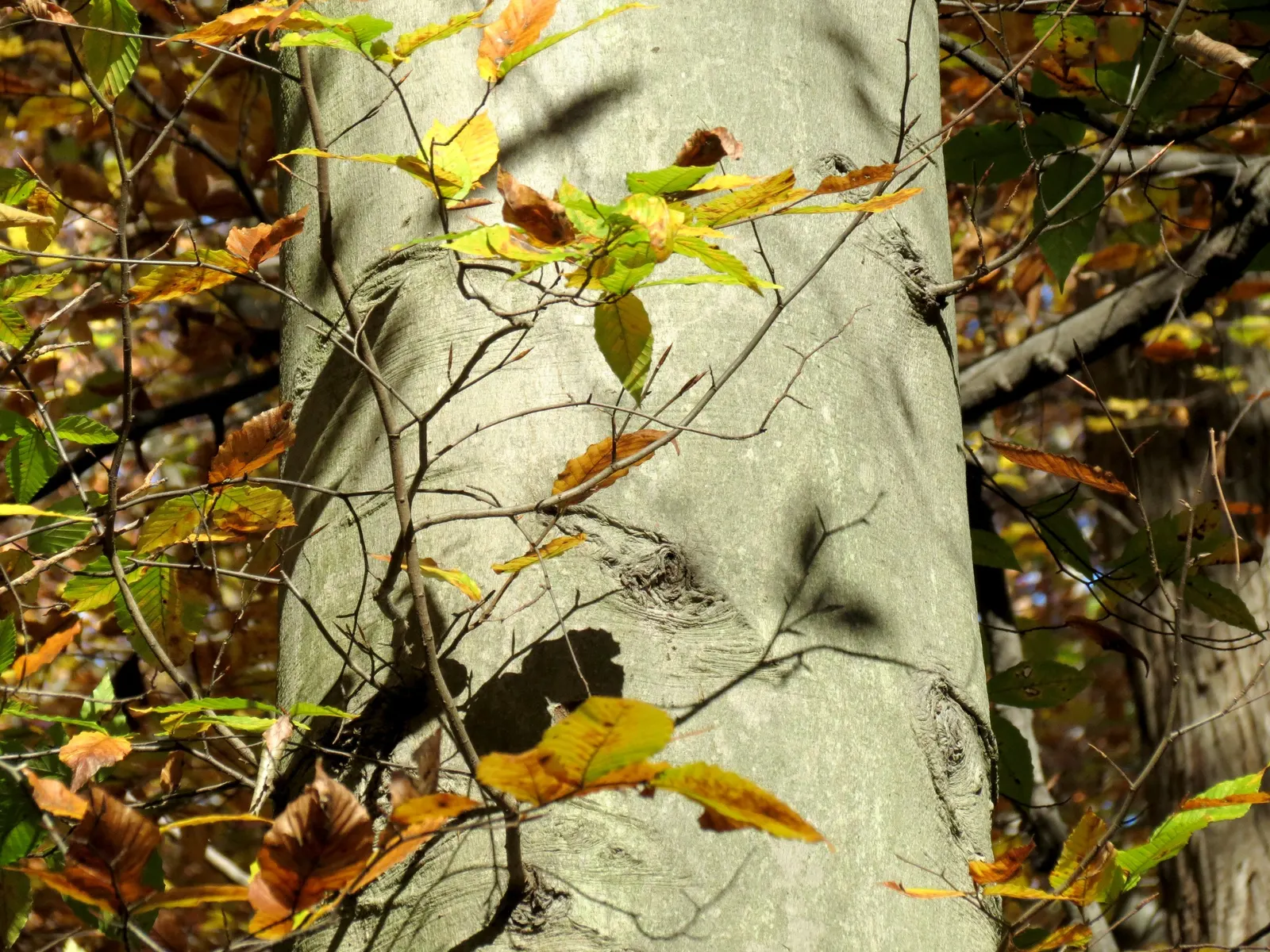 American Beech (Fagus grandifolia) — as the dense foliage permits very little sunlight to penetrate
