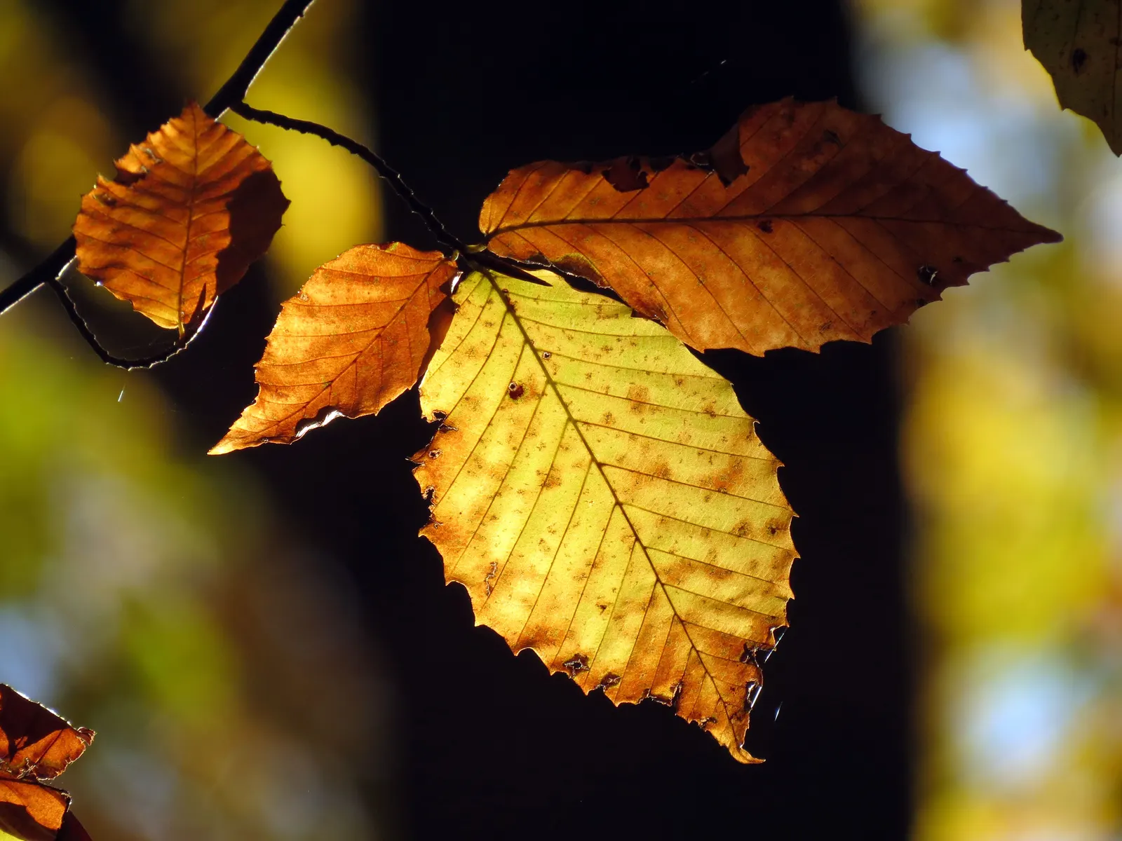 American Beech (Fagus grandifolia) — Notably, this tree exhibits a massive, straight trunk capable of expanding to 2 to 3 feet in diameter; so care should be