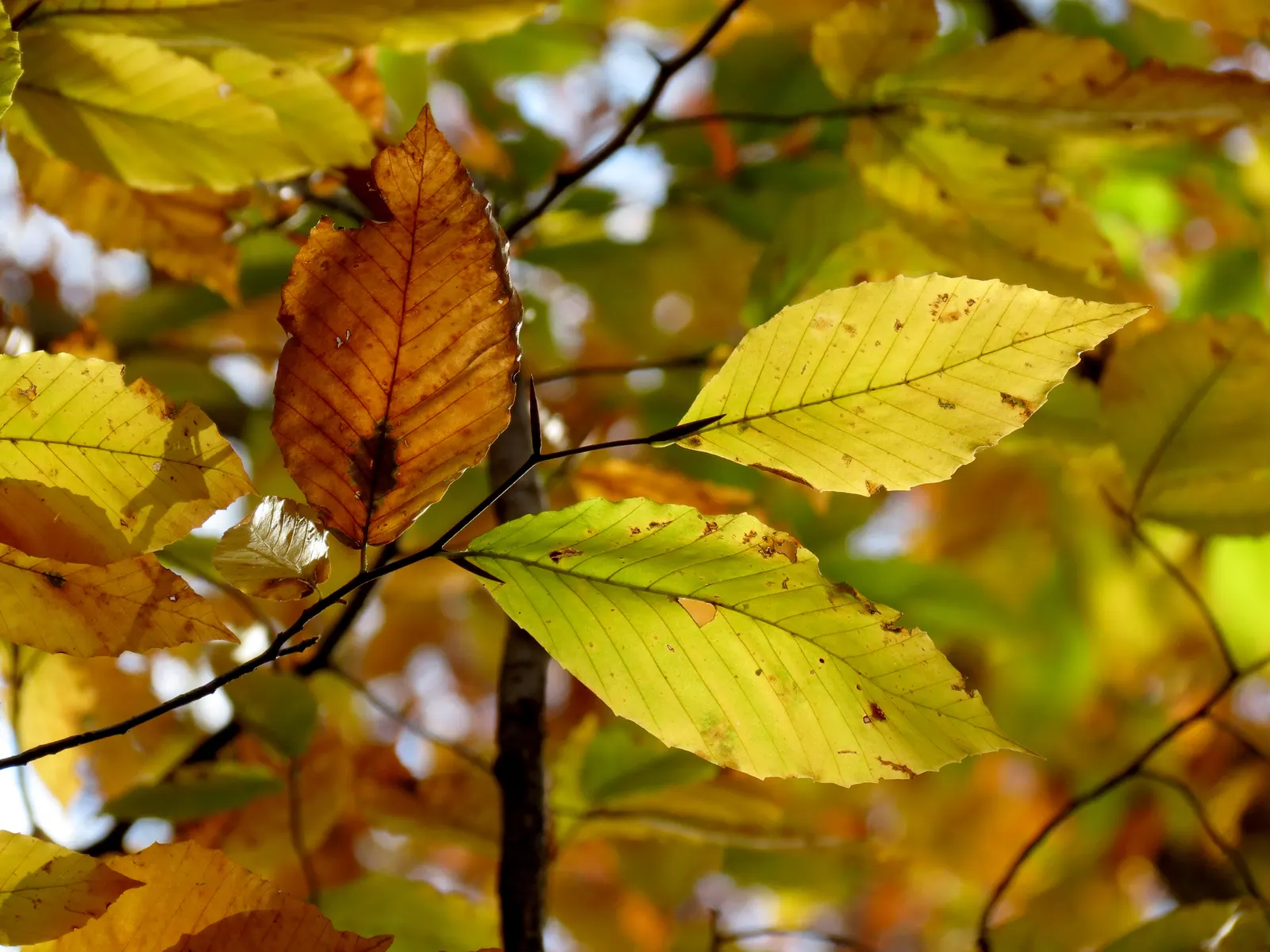 American Beech (Fagus grandifolia) — making it ideal for spacious areas or as a solitary specimen tree; lustrous green leaves that turn a striking copper in