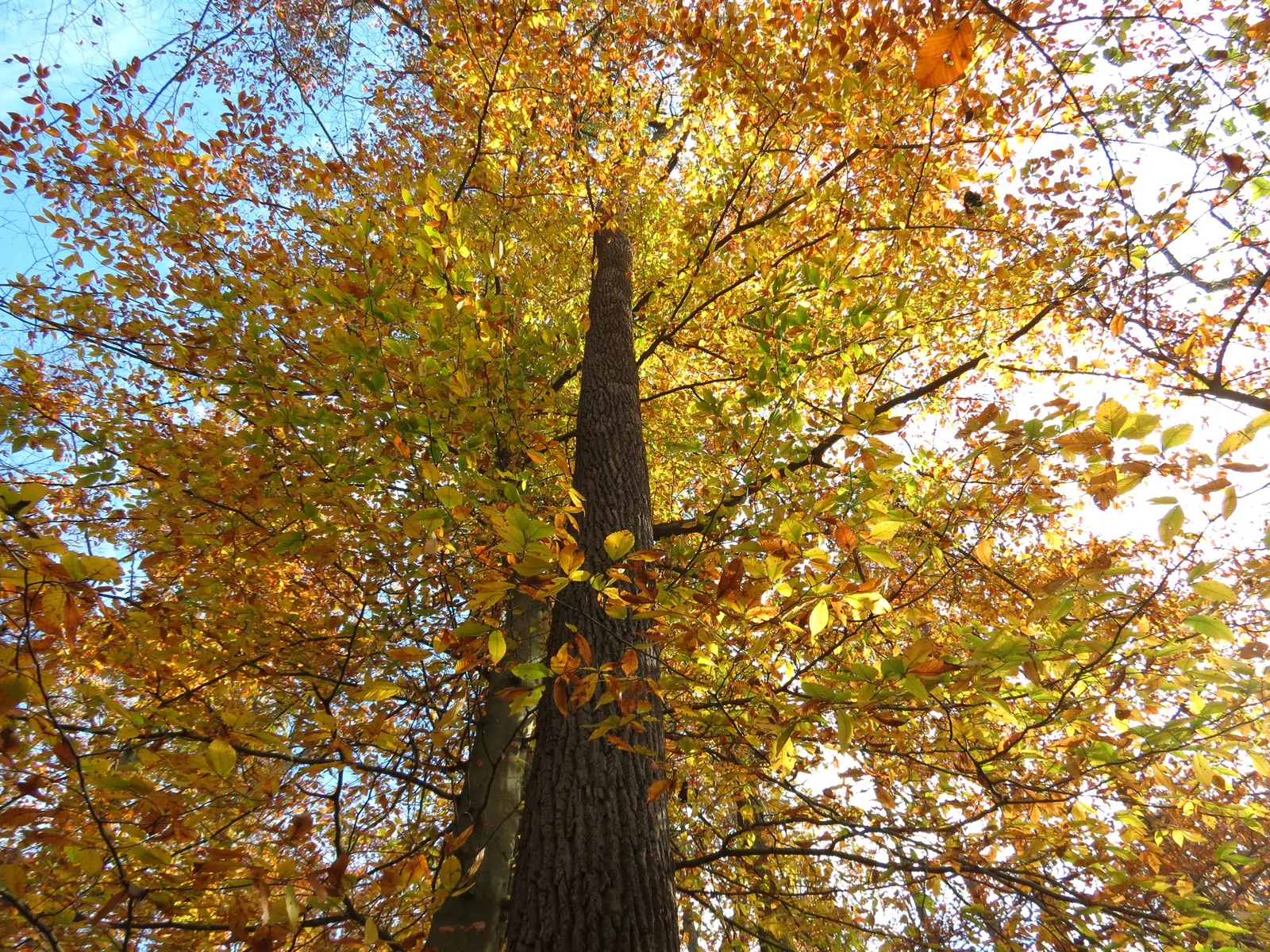 American Beech (Fagus grandifolia) — tree for full or half; as the dense foliage permits very little sunlight to penetrate, image 75