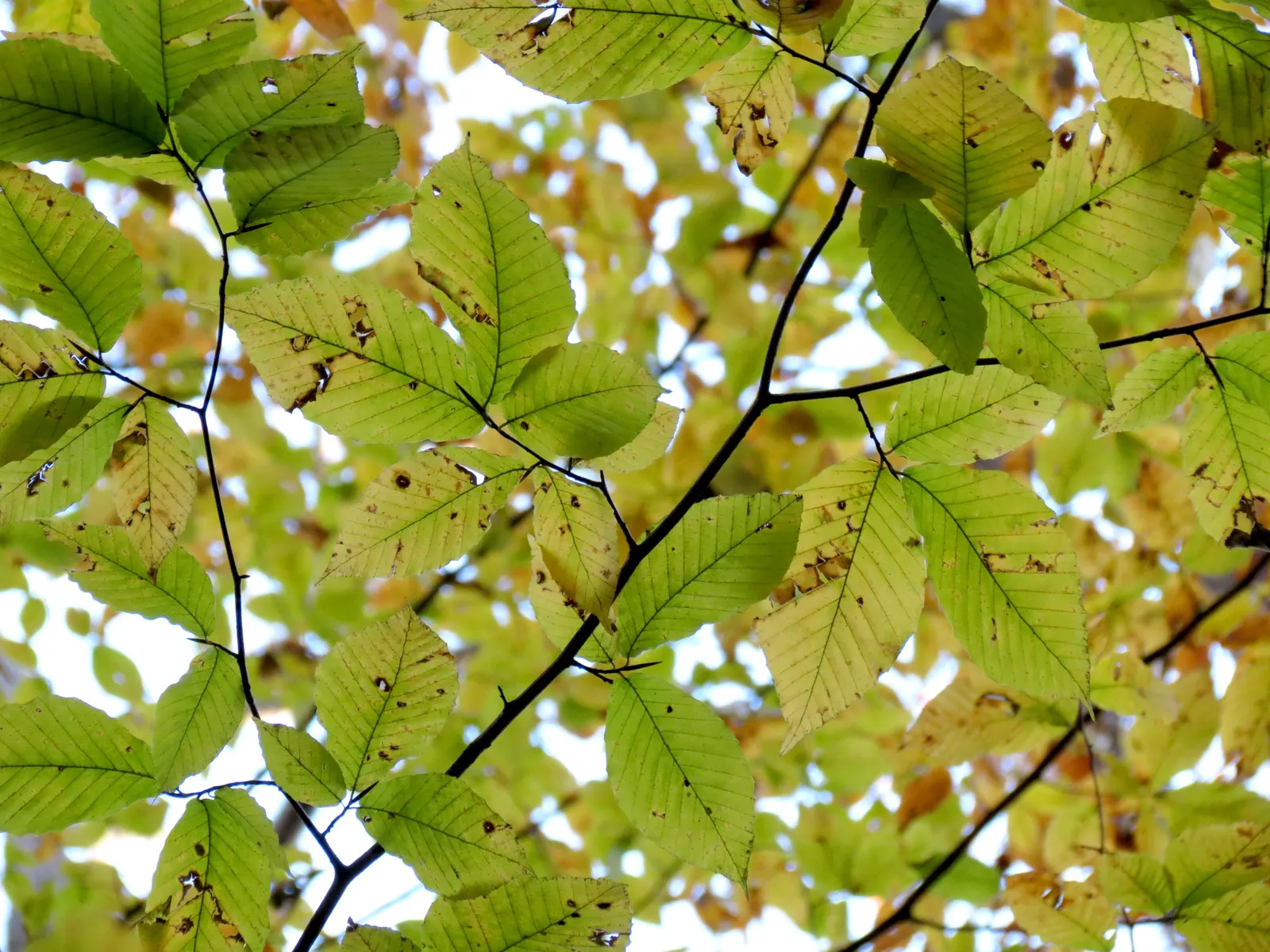 American Beech (Fagus grandifolia) — Mature trees stand up to 80 feet with a spread of 60 feet; notably, this tree exhibits a massive, straight, image 77