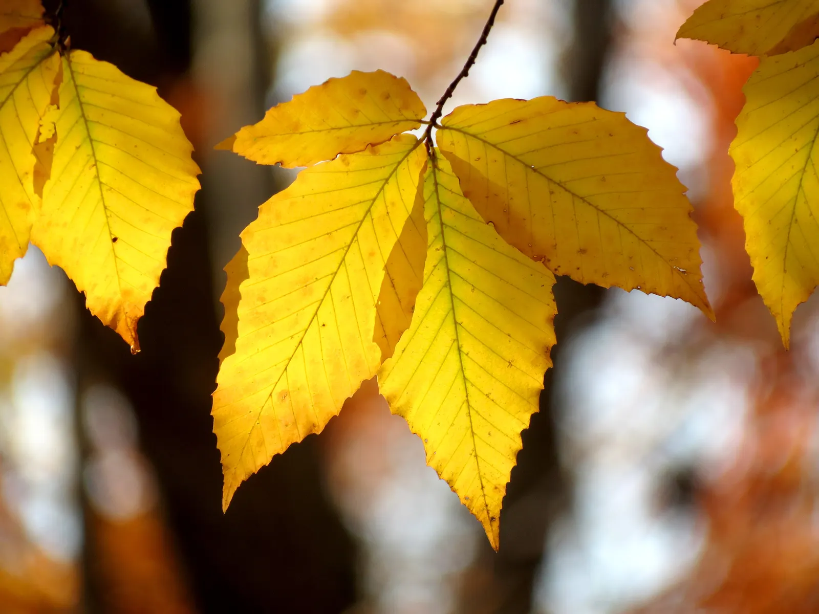 American Beech (Fagus grandifolia) — Notably, this tree exhibits a massive, straight trunk capable of expanding to 2 to 3 feet in diameter; so care, image 86