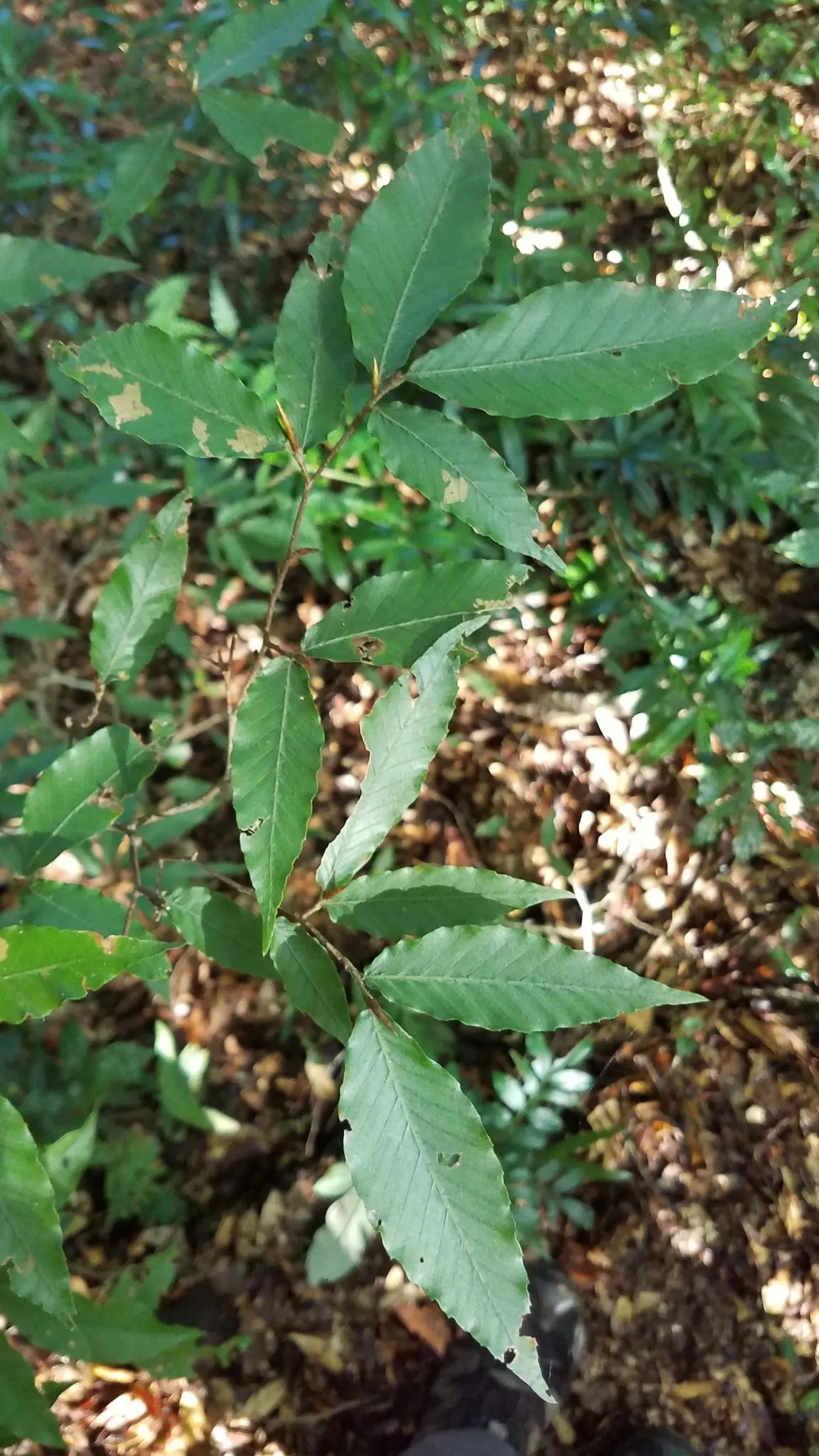 American Beech (Fagus grandifolia) — thus requiring patience but rewarding with longevity; mature trees stand up to 80 feet with a spread of 60 feet