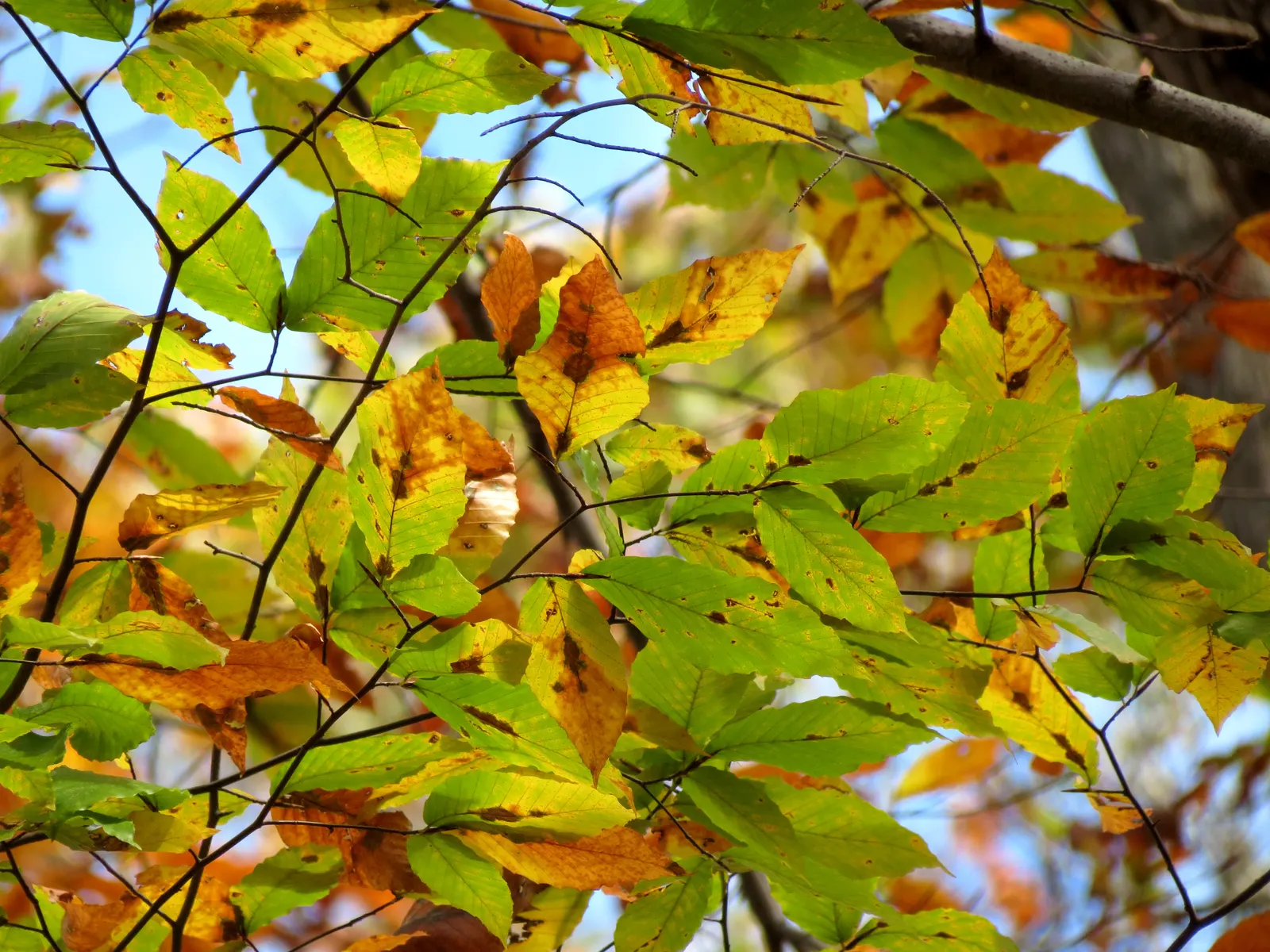 American Beech (Fagus grandifolia) — acidic soils.<br><br>When integrating the American Beech into landscape designs; the beech maintains a shallow, image 68