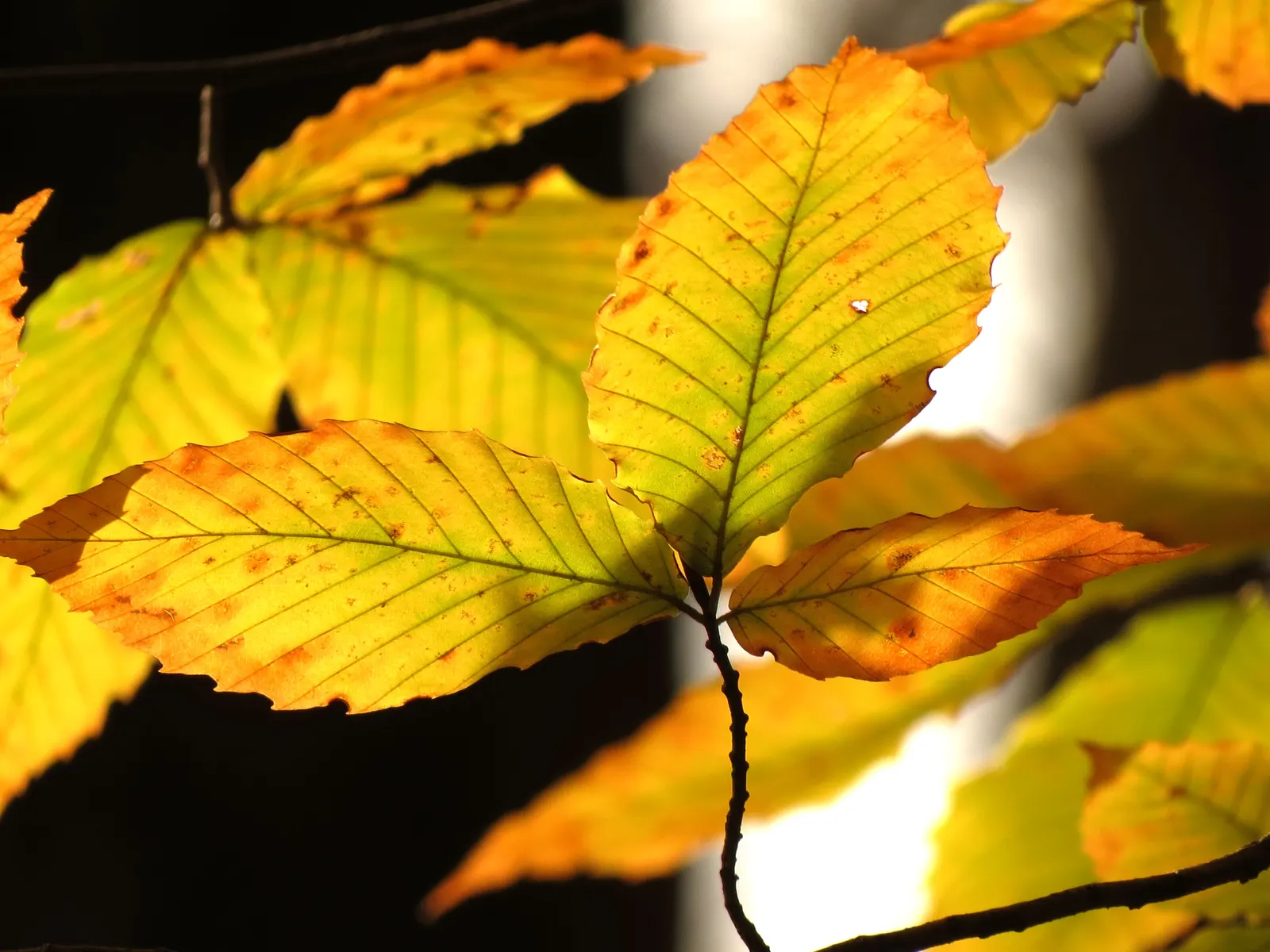 American Beech (Fagus grandifolia) — Components under or near the canopy should tolerate shade; one should account for its extensive root system and large size