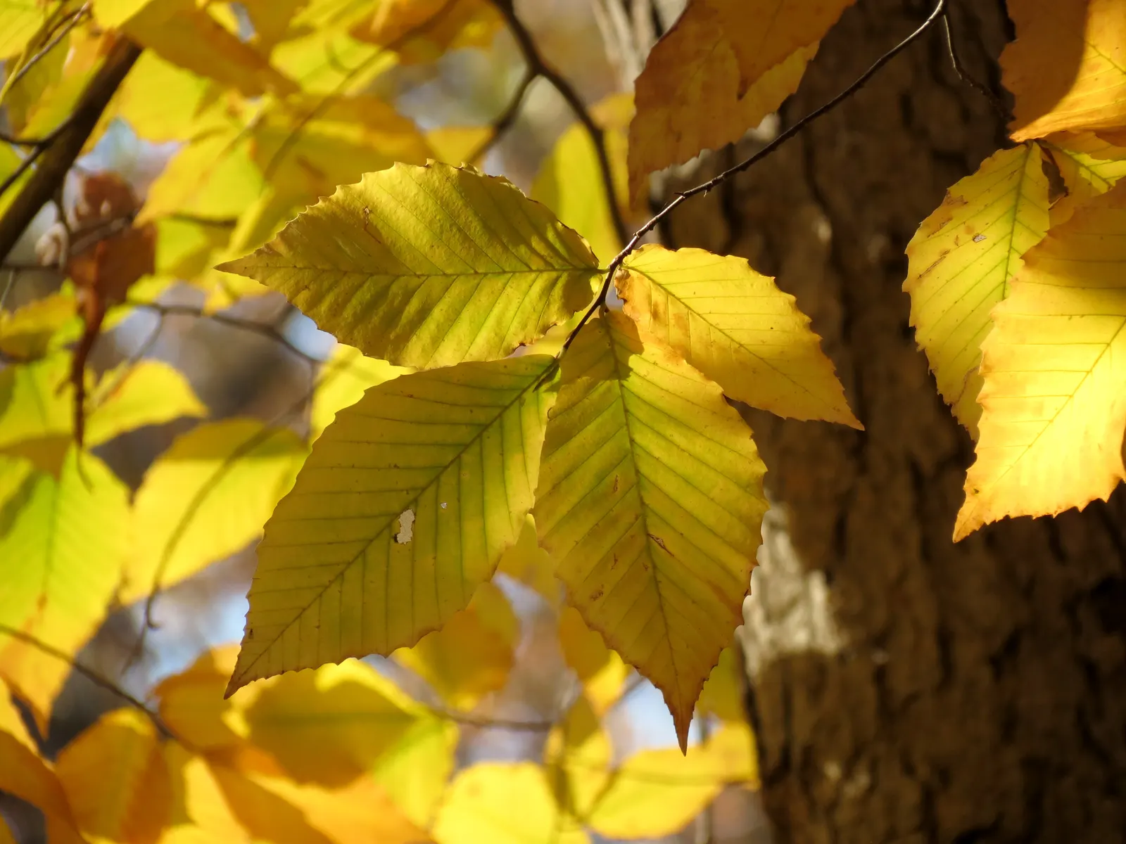 American Beech (Fagus grandifolia) — Mature trees stand up to 80 feet with a spread of 60 feet; notably, this tree exhibits a massive, straight trunk capable