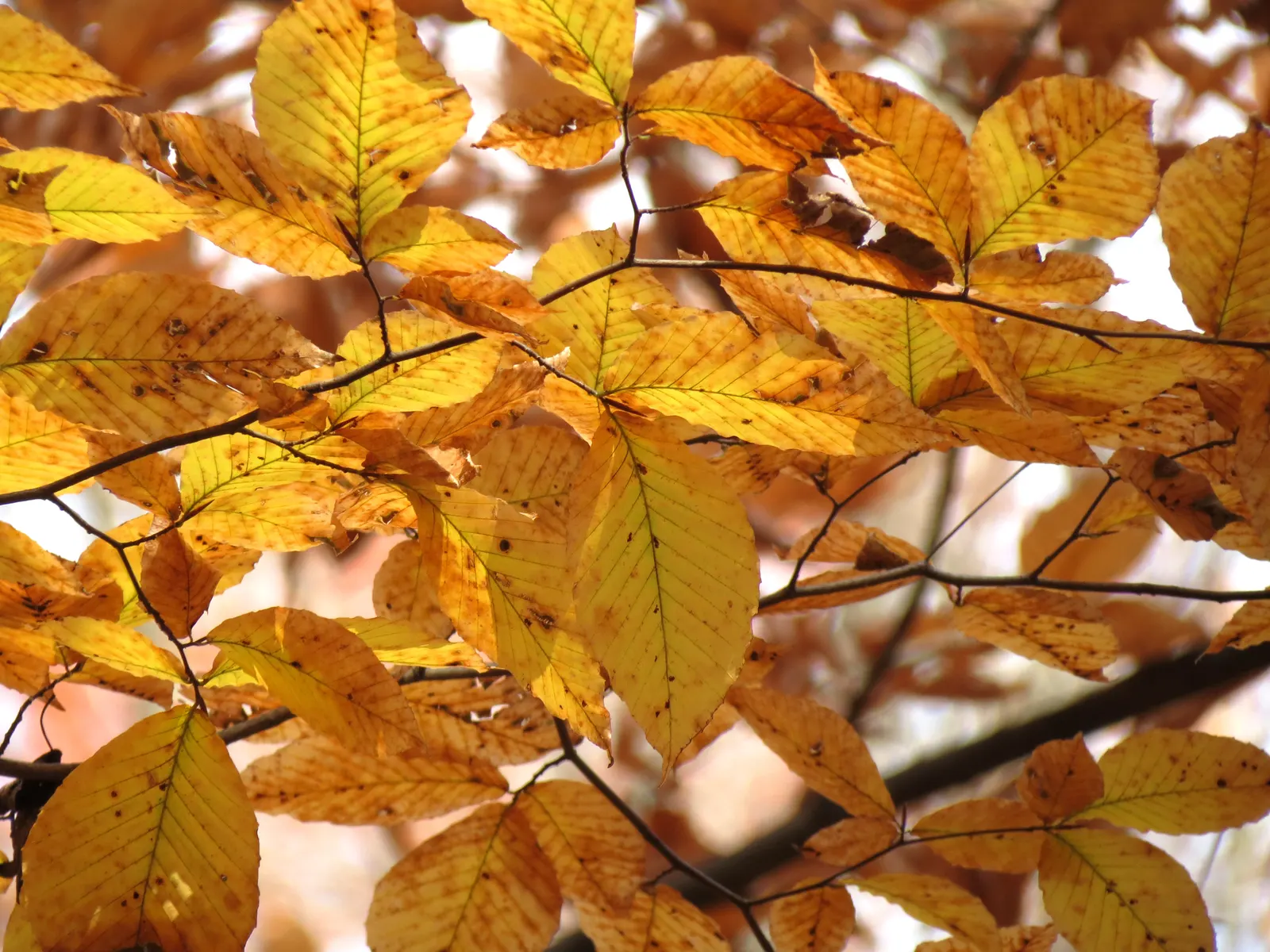 American Beech (Fagus grandifolia) — casting a dense shade beneath; displaying adaptability yet preferring well-drained, image 85