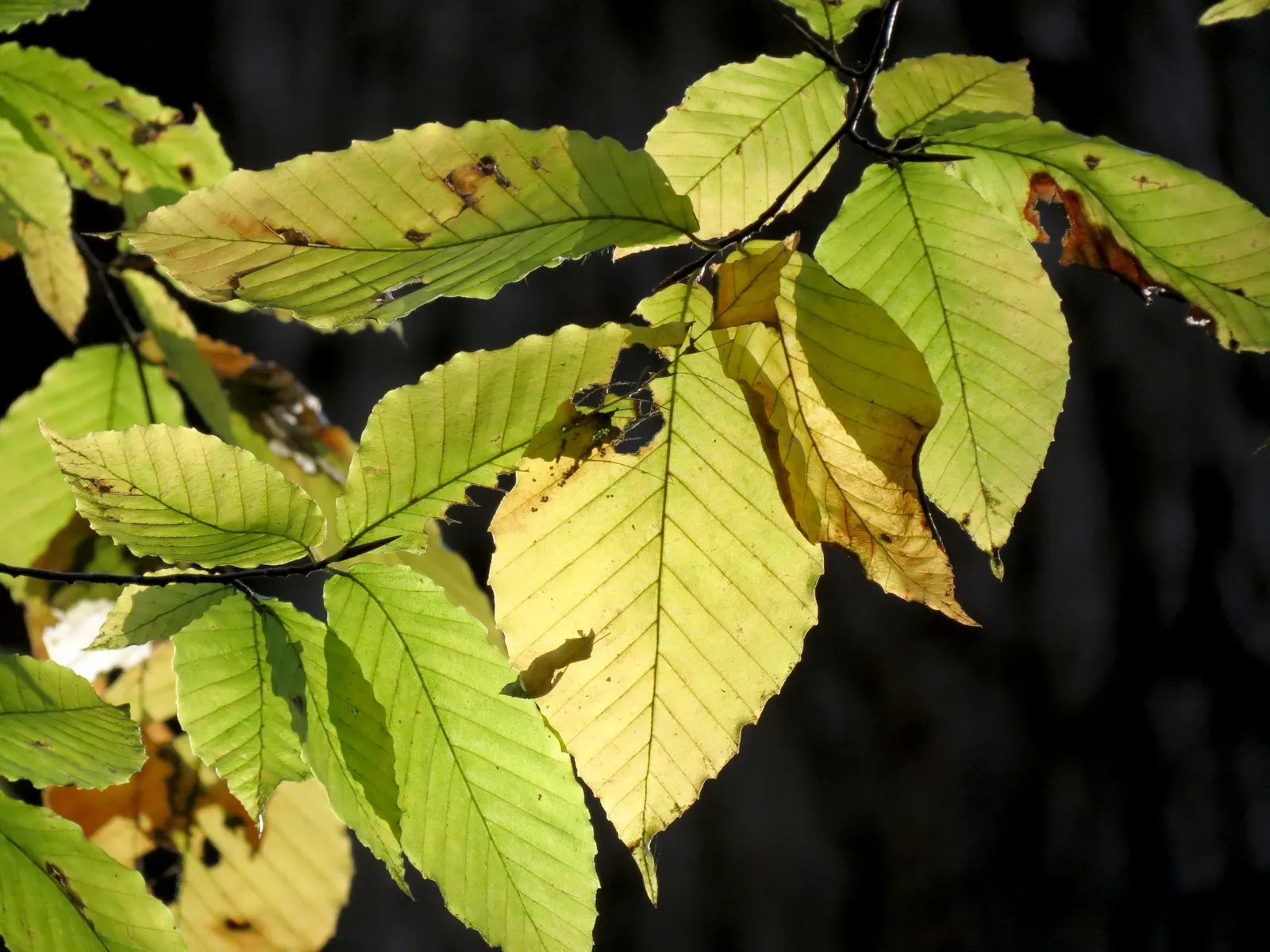 American Beech (Fagus grandifolia) — Prefers well-drained, acidic soil and full sun to partial shade; tree for full or half