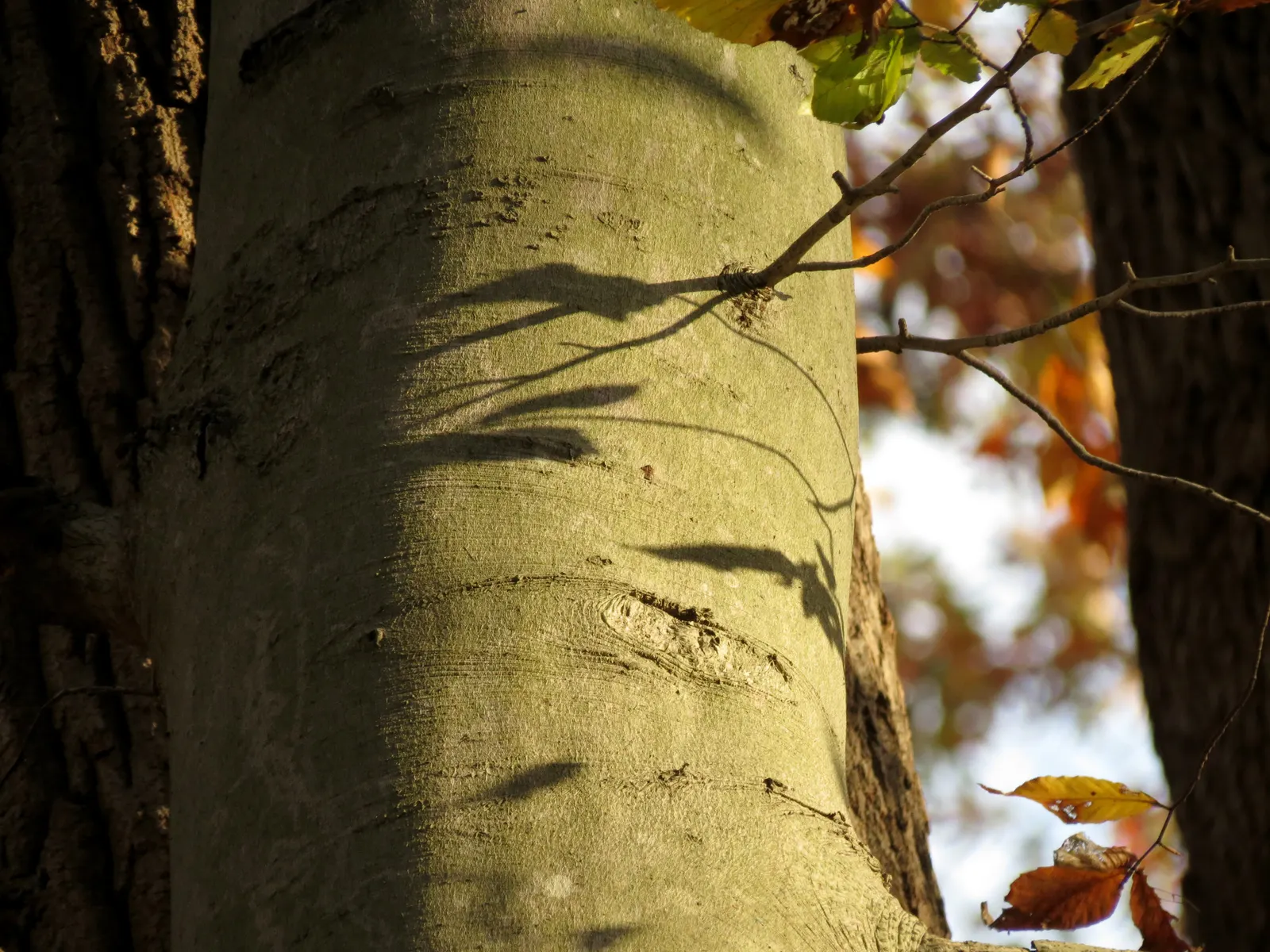 American Beech (Fagus grandifolia) — with an impressive canopy spread of up to 40 to 70 feet; casting a dense shade beneath, image 59