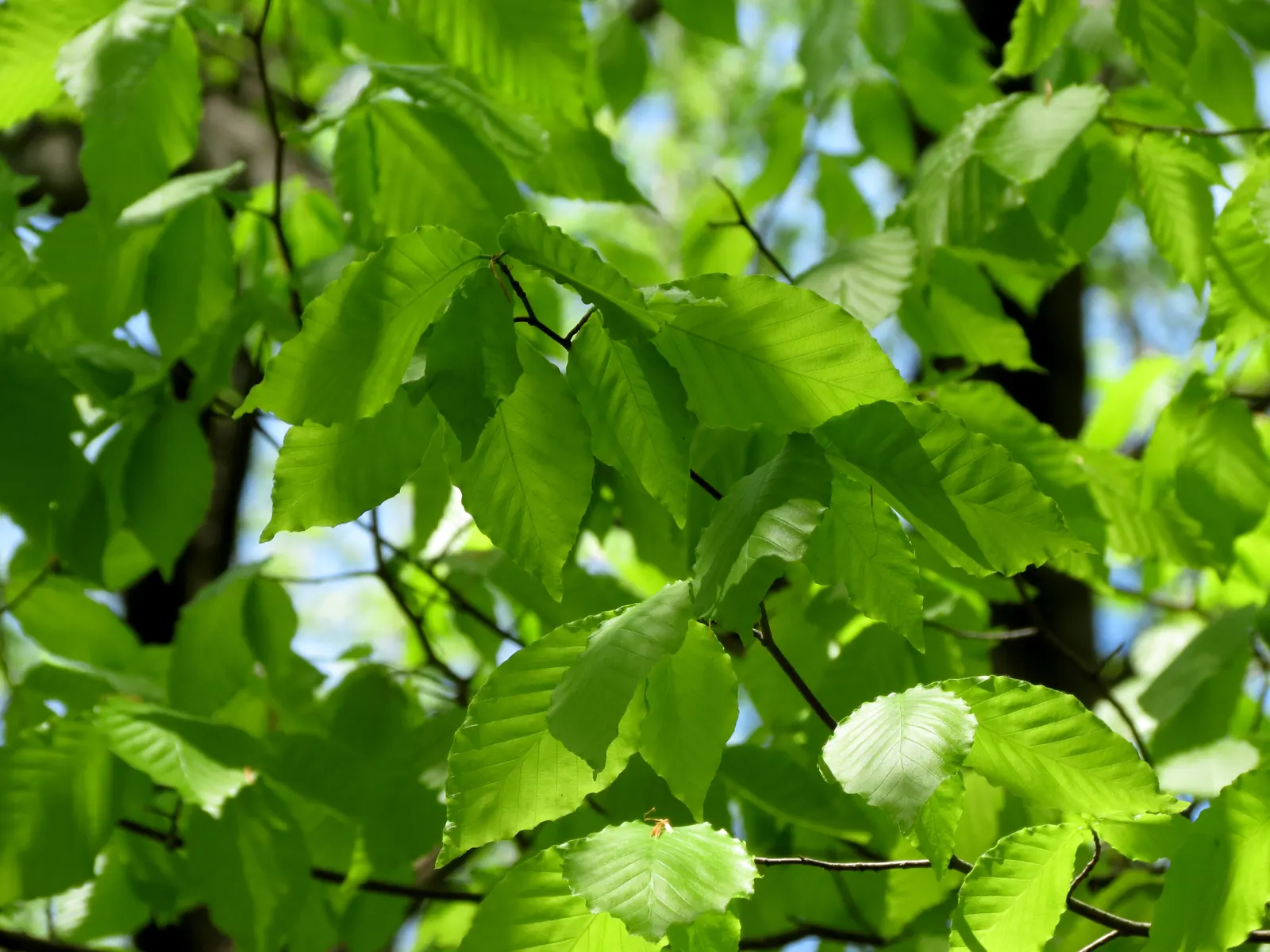 American Beech (Fagus grandifolia) — Mature specimens can attain towering heights of 60 to 80 feet; offering dense foliage of elliptical leaves, image 83