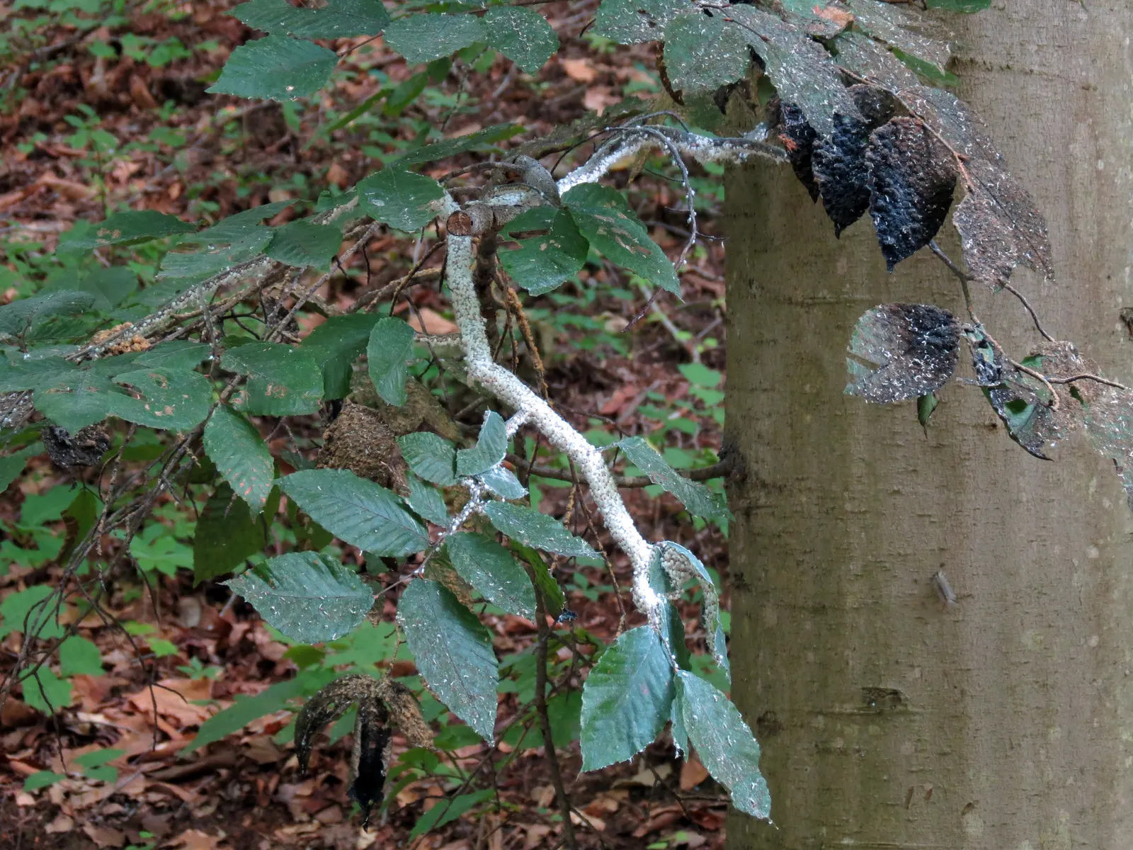 American Beech (Fagus grandifolia) — Zone 3-9 hardy, it's a slow-growing, long-lived choice adding stately elegance to expansive landscapes; is a magnificent