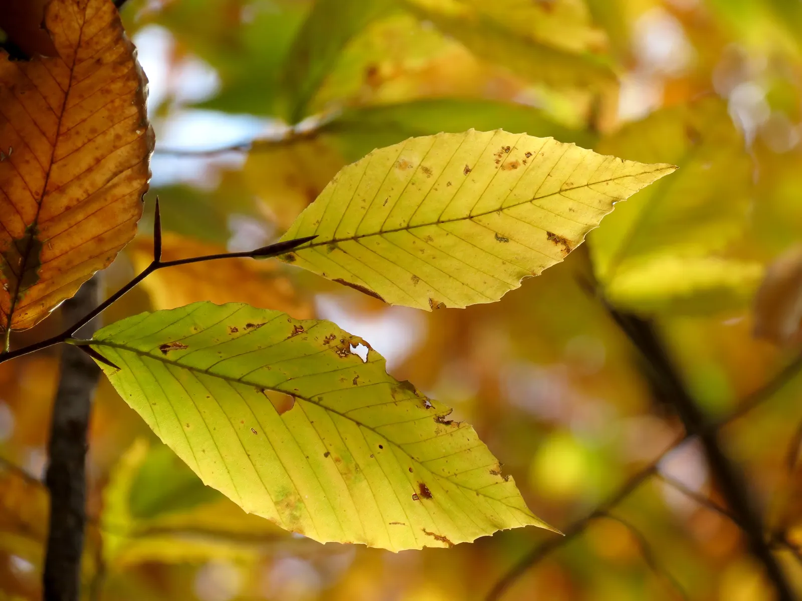 American Beech (Fagus grandifolia) — lustrous green leaves that turn a striking copper in the fall before winter's dormancy; with its botanical, image 87