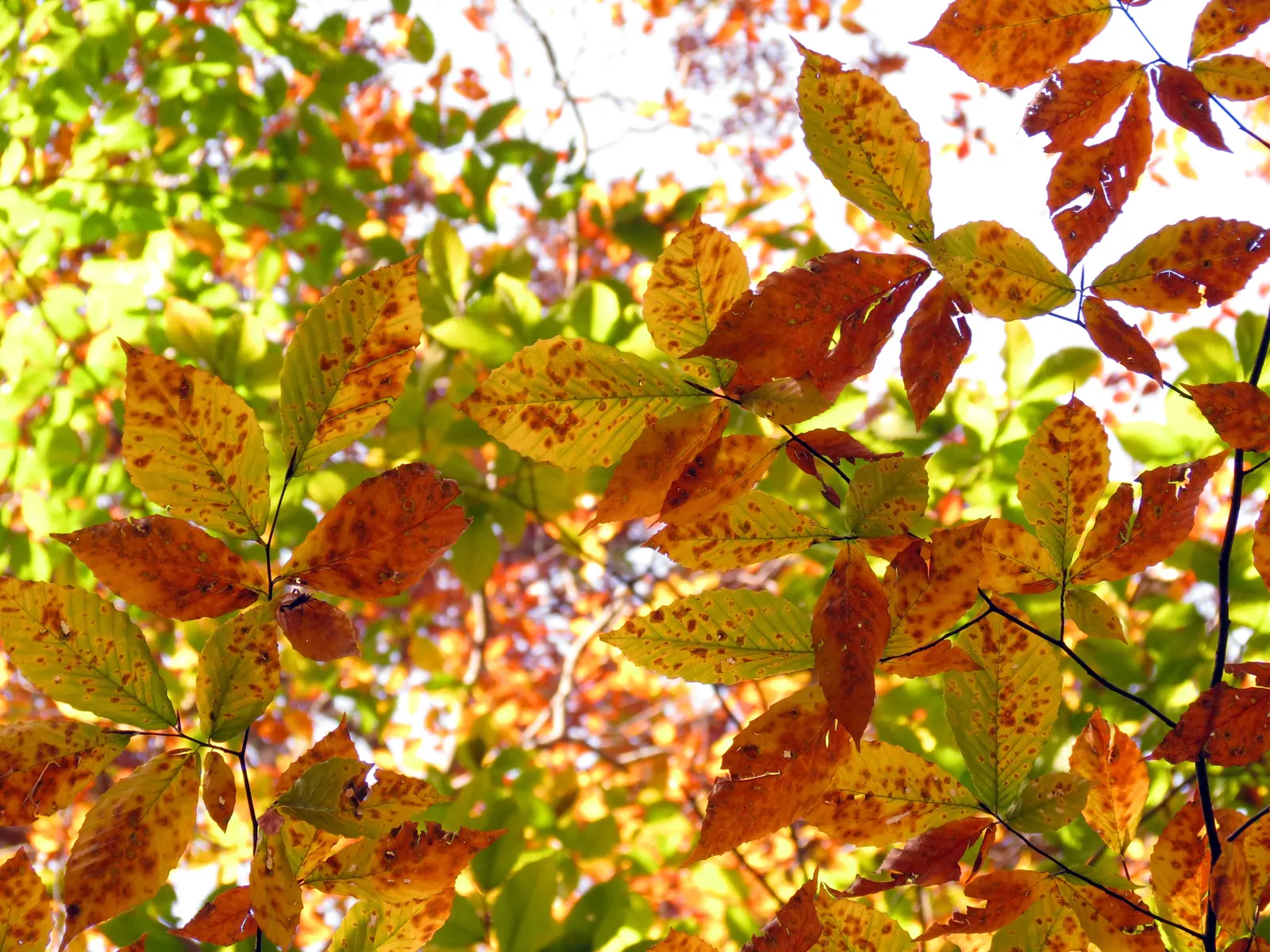 American Beech (Fagus grandifolia) — Zone 3-9 hardy, it's a slow-growing, long-lived choice adding stately elegance to expansive landscapes; is a, image 55