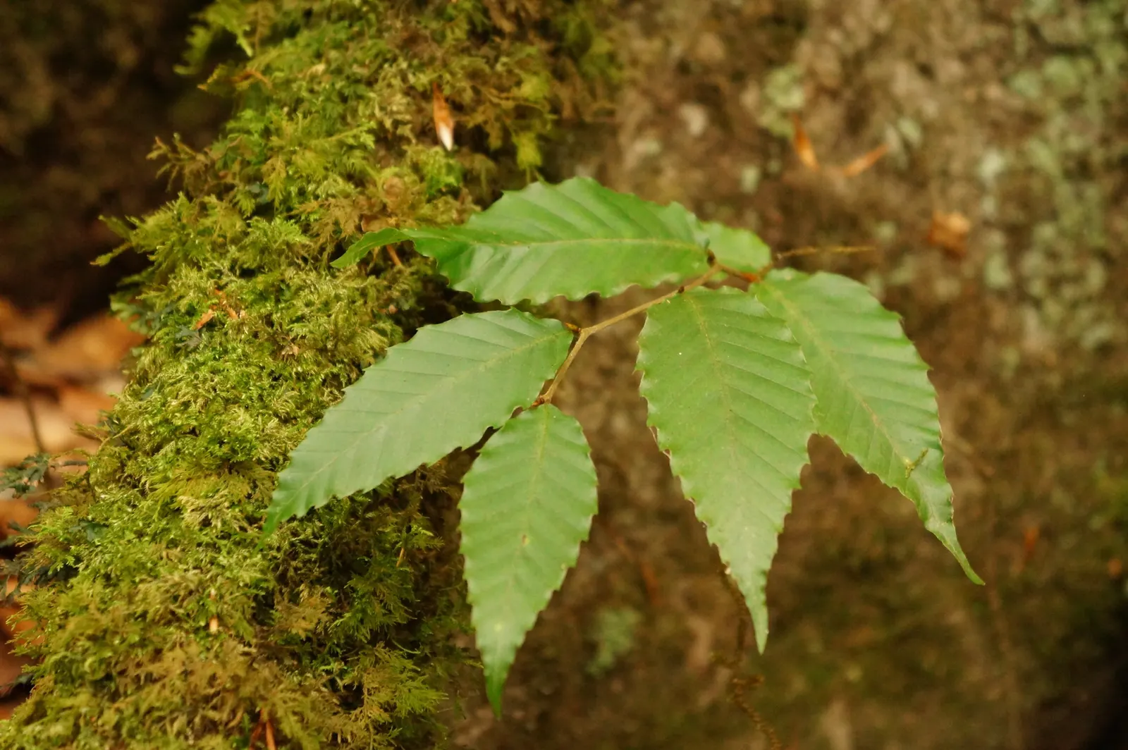 American Beech (Fagus grandifolia) — thus requiring patience but rewarding with longevity; mature trees stand up to 80 feet with a spread of 60 feet, image 90