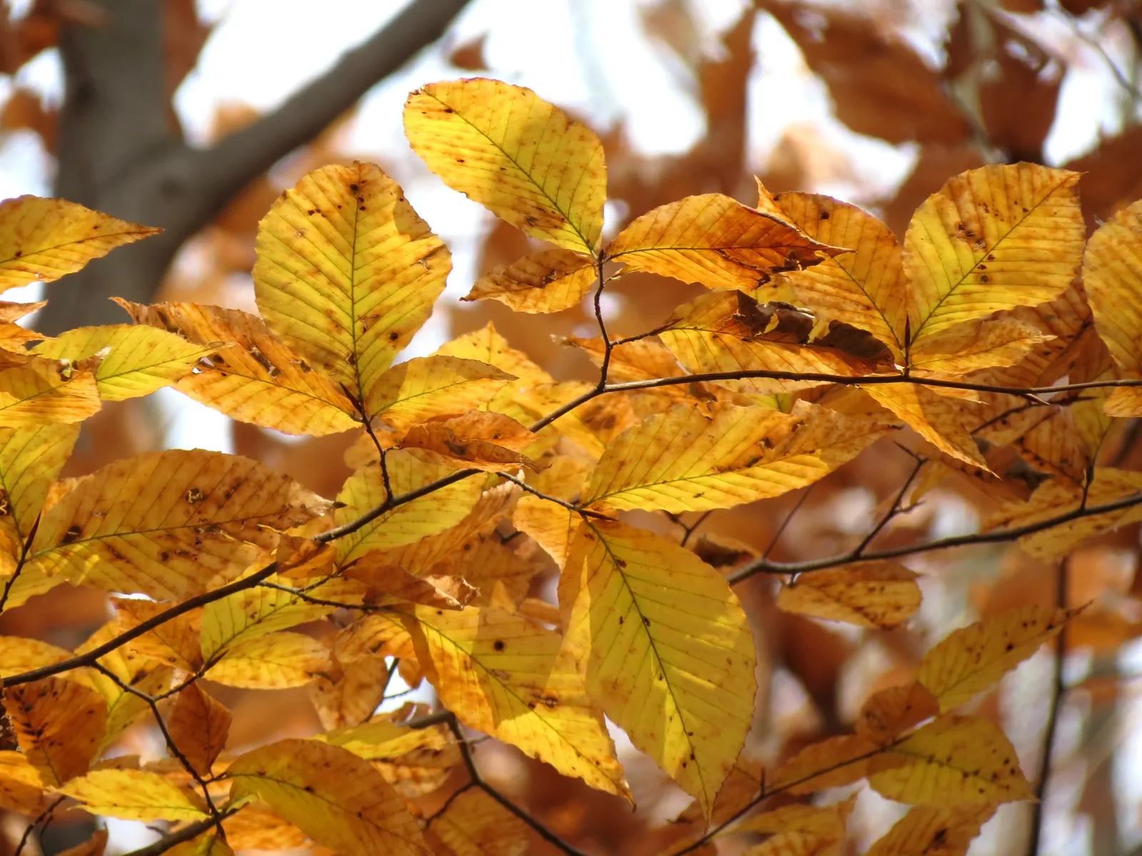 American Beech (Fagus grandifolia) — Mature trees stand up to 80 feet with a spread of 60 feet