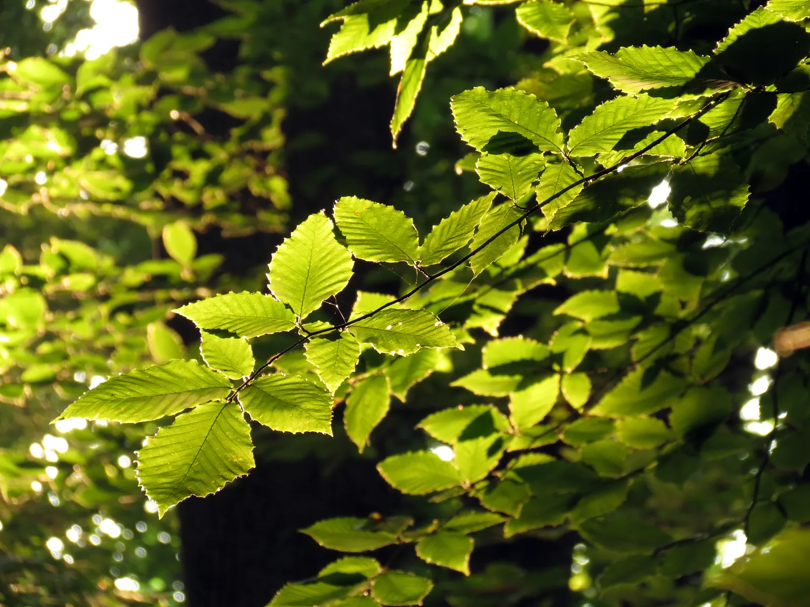 American Beech (Fagus grandifolia) — the beech maintains a shallow root system