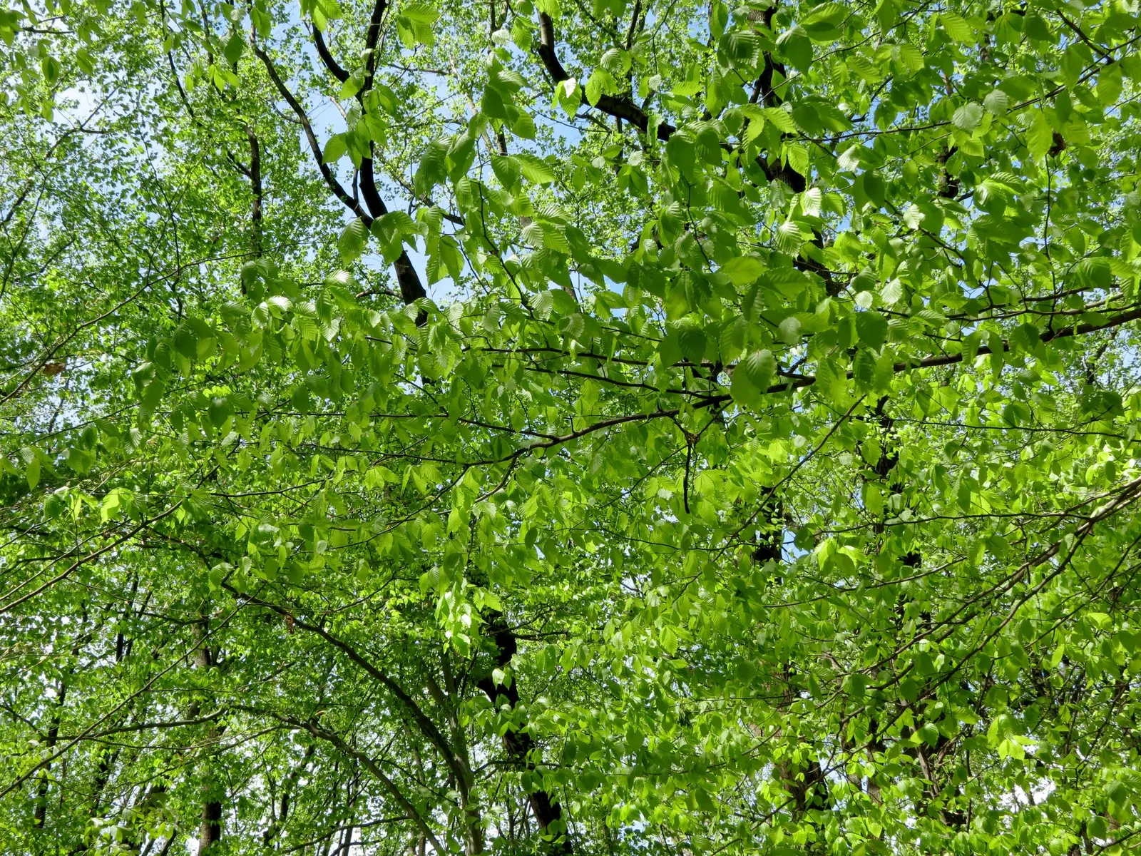 American Beech (Fagus grandifolia) — It is a slow-growing hardwood