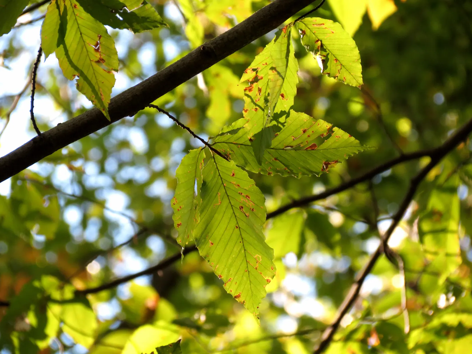 American Beech (Fagus grandifolia) — tree for full or half; as the dense foliage permits very little sunlight to penetrate