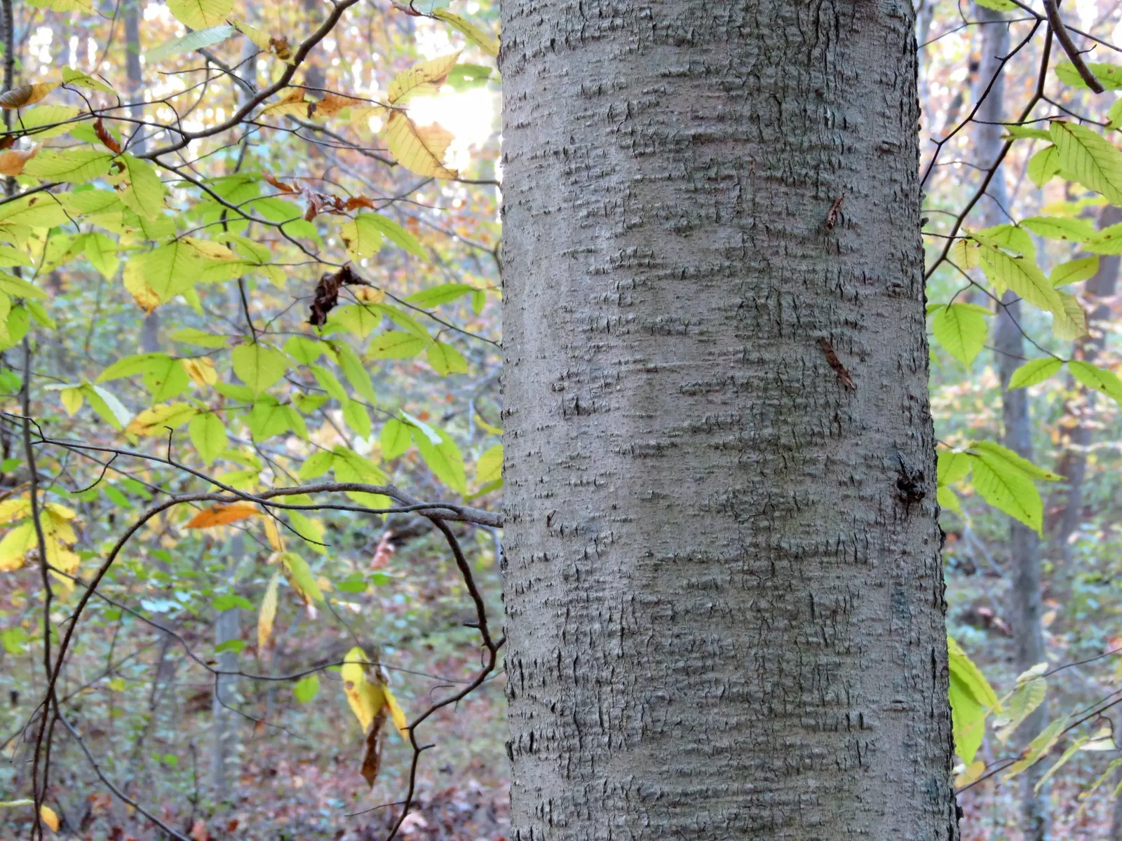 American Beech (Fagus grandifolia) — It is hardy from USDA zones 4 through 9