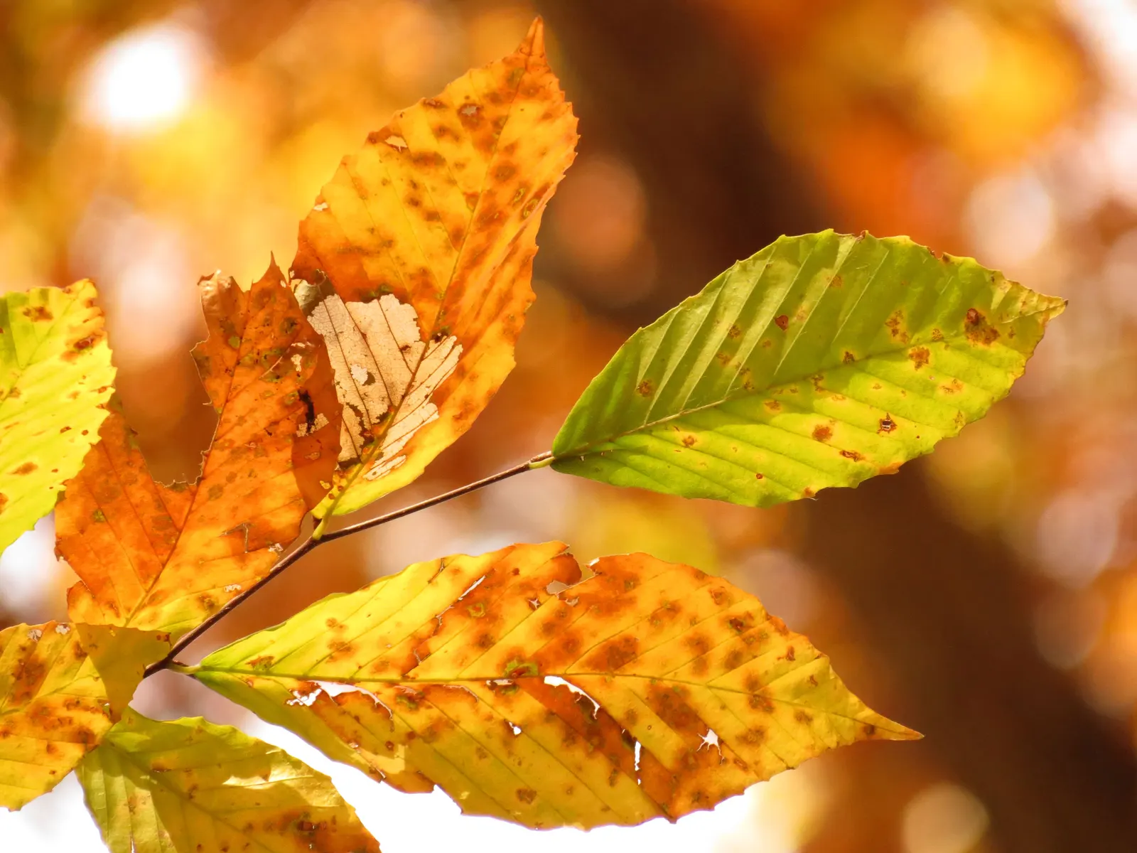 American Beech (Fagus grandifolia) — offering dense foliage of elliptical leaves that turn golden bronze in fall