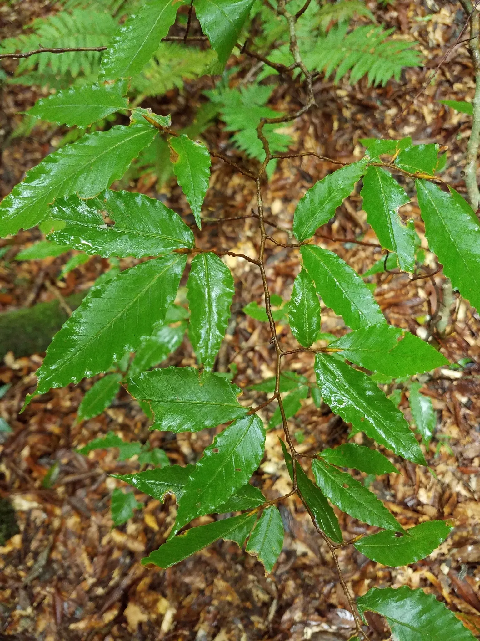 American Beech (Fagus grandifolia) — is a magnificent forest tree renowned for both its grand stature and its elegant; components under or near the, image 82