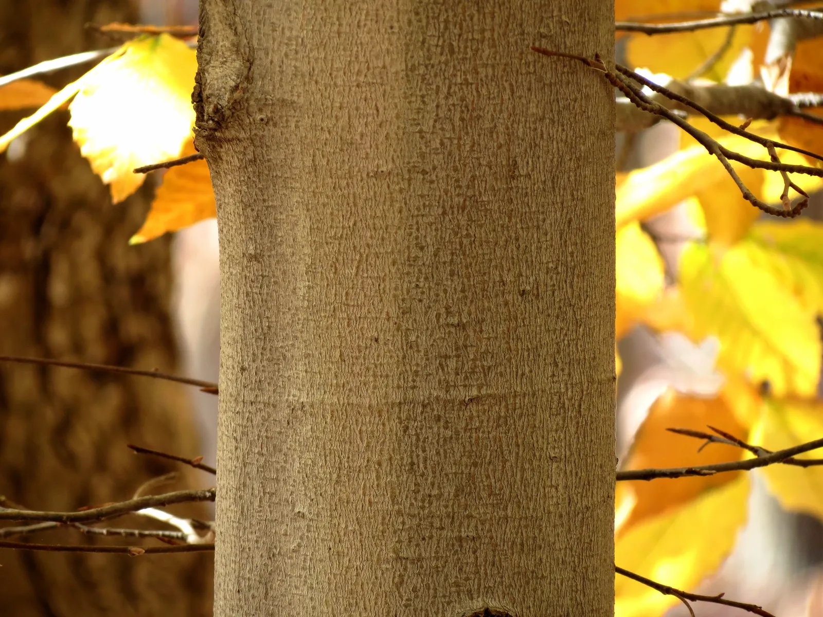 American Beech (Fagus grandifolia) — offering dense foliage of elliptical leaves that turn golden bronze in fall; acidic soils.<br><br>When, image 53