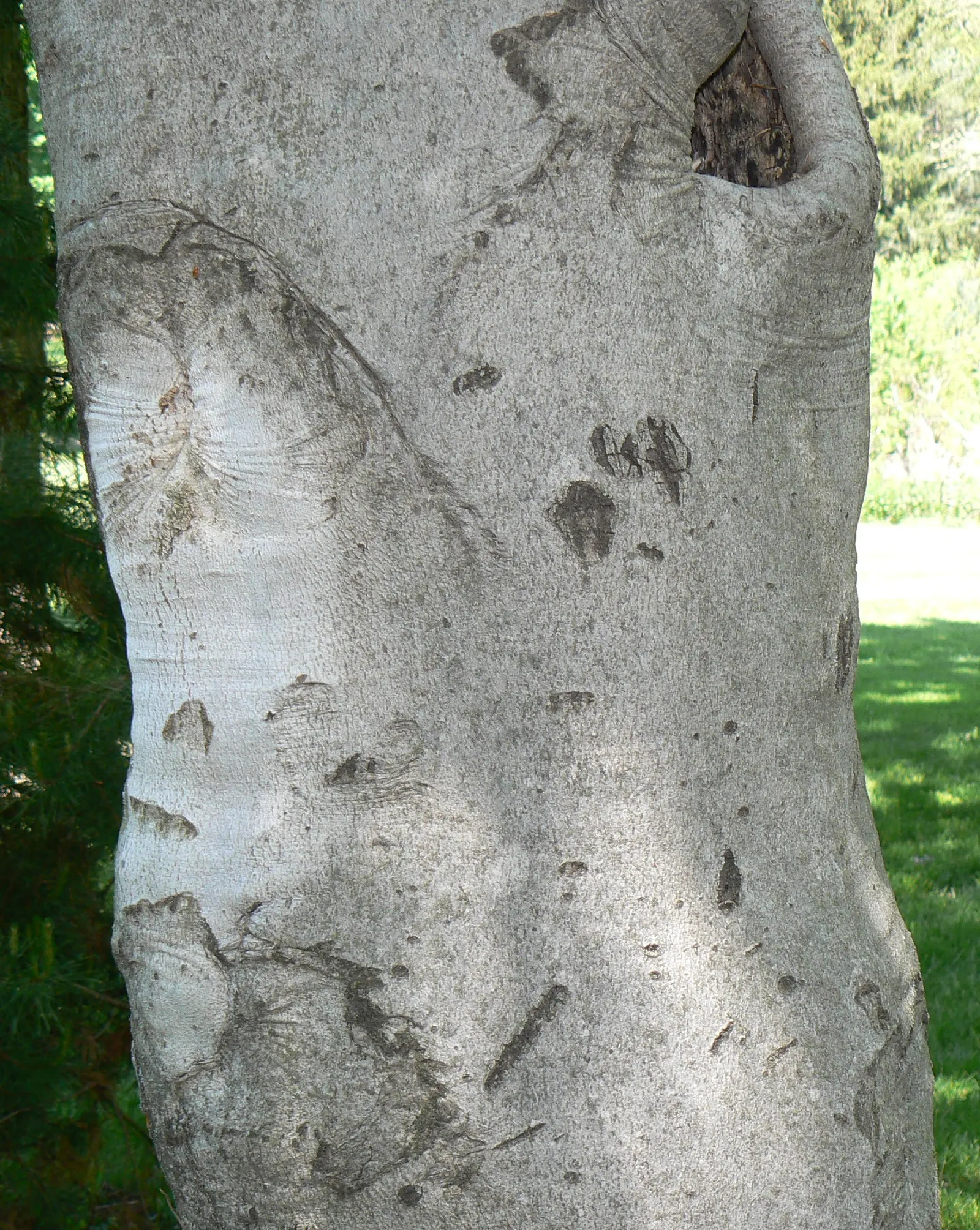 American Beech (Fagus grandifolia) — acidic soils.<br><br>When integrating the American Beech into landscape designs