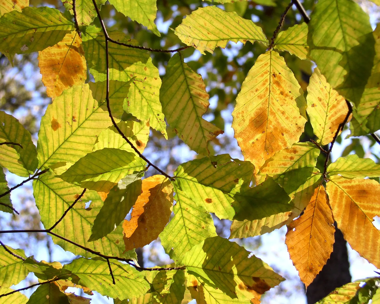 American Beech (Fagus grandifolia) — It is a slow-growing hardwood, image 63