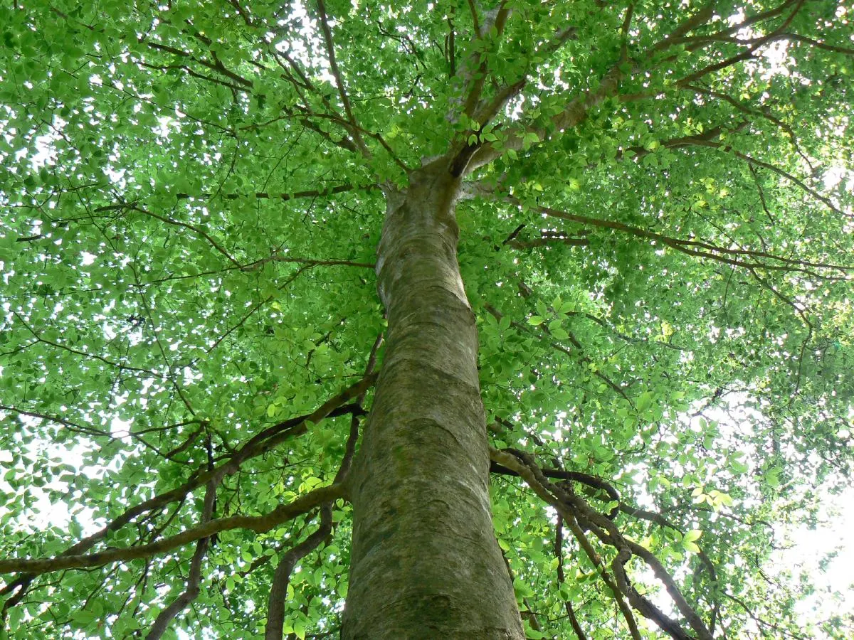 American Beech (Fagus grandifolia) — with its botanical name Fagus grandifolia; adding less than a foot of growth annually