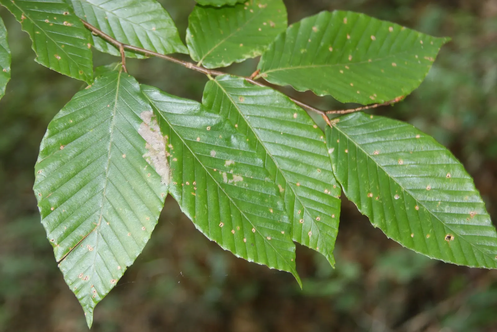 American Beech (Fagus grandifolia) — adding less than a foot of growth annually; making it ideal for spacious areas or as a solitary specimen tree, image 89