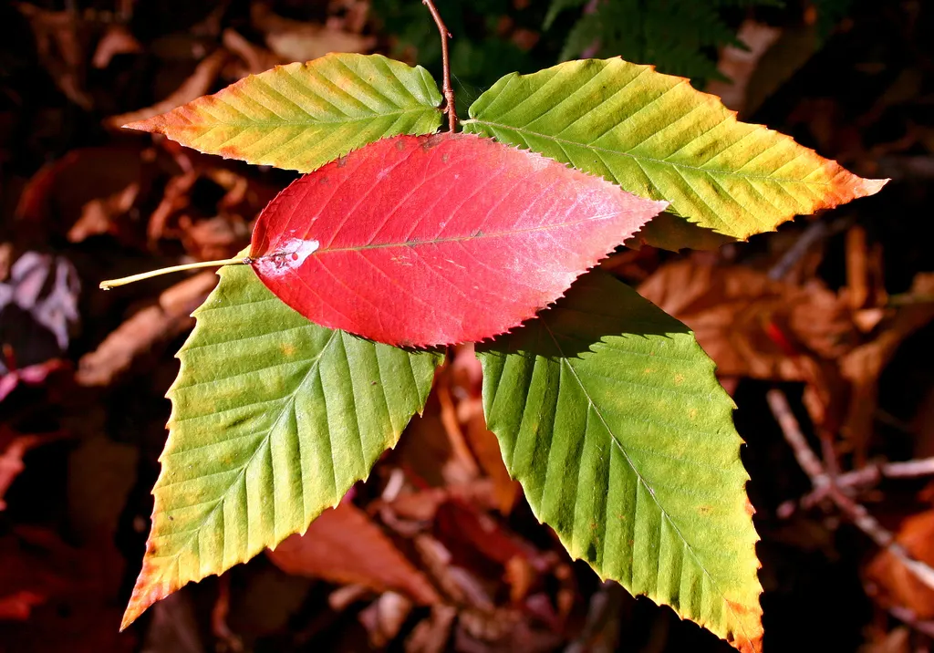 American Beech (Fagus grandifolia) — thus requiring patience but rewarding with longevity; mature trees stand up to 80 feet with a spread of 60 feet, image 65
