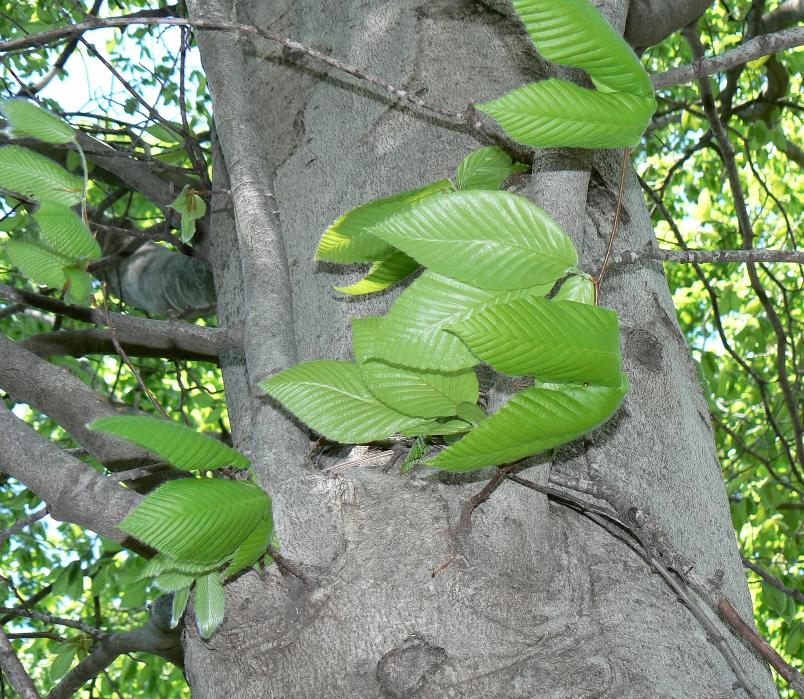 American Beech (Fagus grandifolia) — making it ideal for spacious areas or as a solitary specimen tree