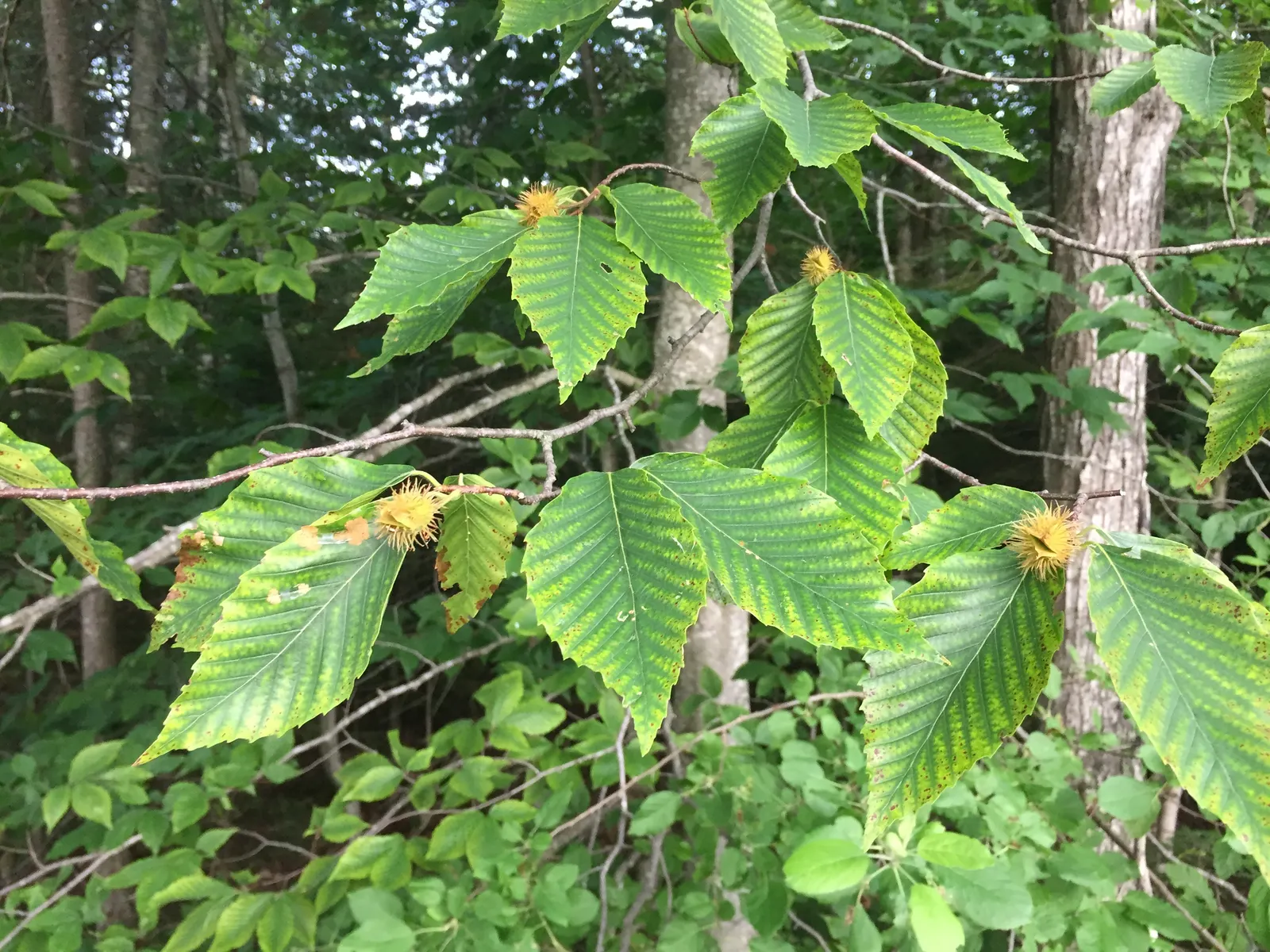 American Beech (Fagus grandifolia) — The American Beech (Fagus grandifolia) is a majestic shade tree
