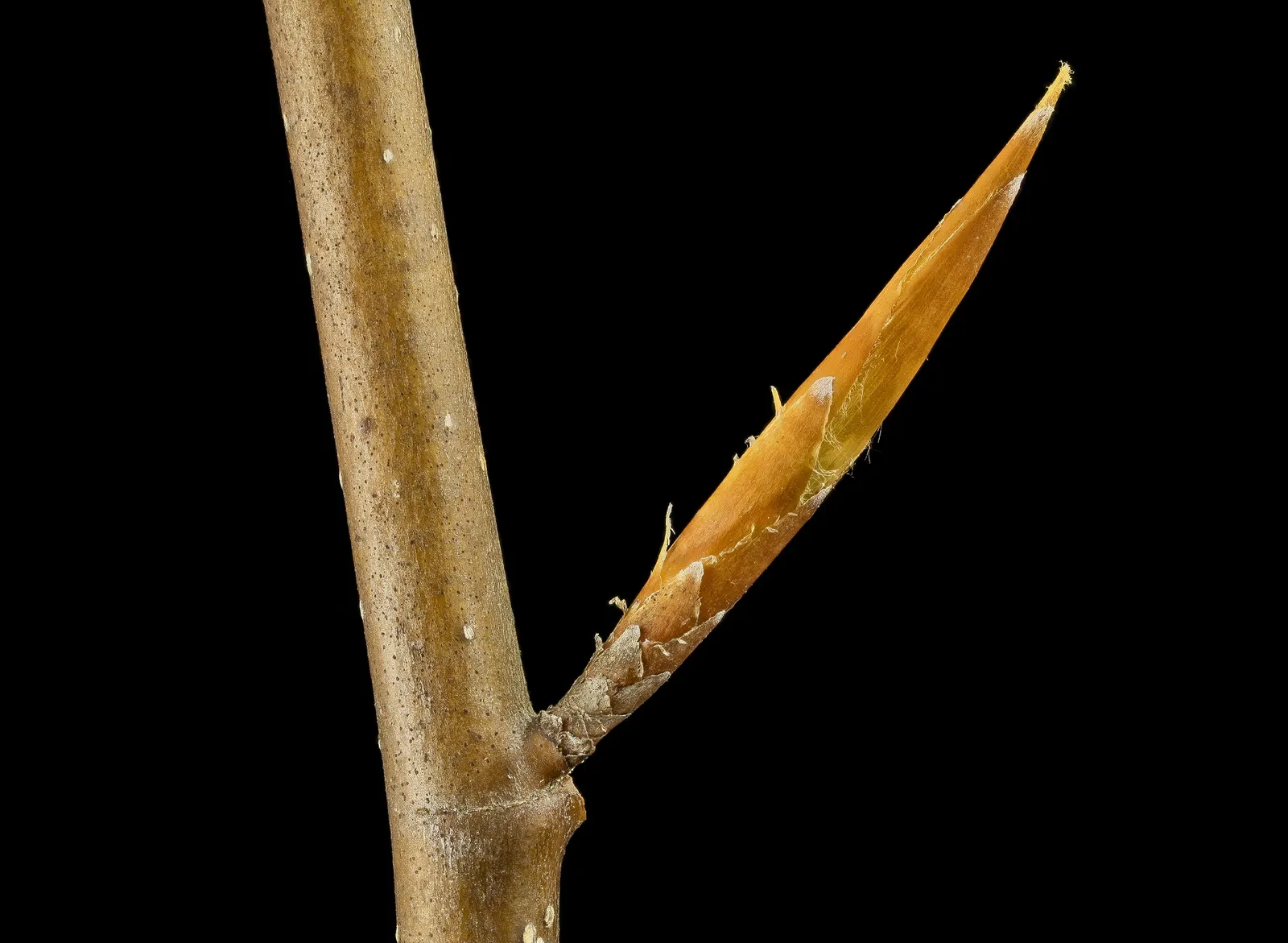 American Beech (Fagus grandifolia) — with its botanical name Fagus grandifolia; adding less than a foot of growth annually, image 56