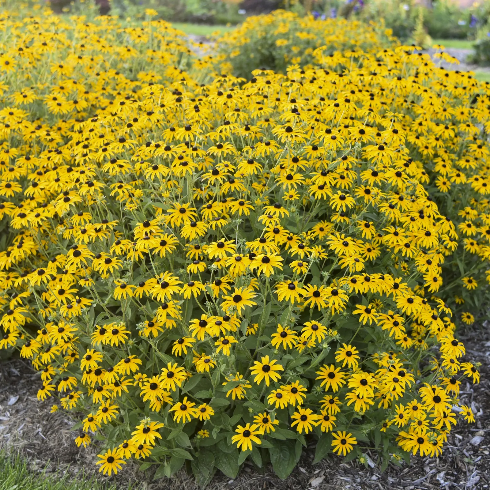 'Treasure Trove' Black-Eyed Susan (Rudbeckia hybrid) — star-shaped flowers over robust green foliage