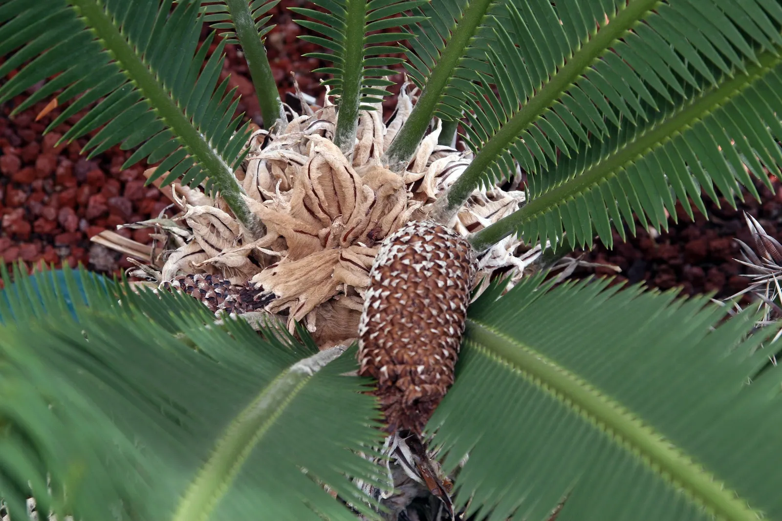 Chestnut Dioon (Dioon Edule) — Maturing at around 5-6 feet in height and width; the Chestnut Dioon, scientifically known as Dioon edule, is a, image 42