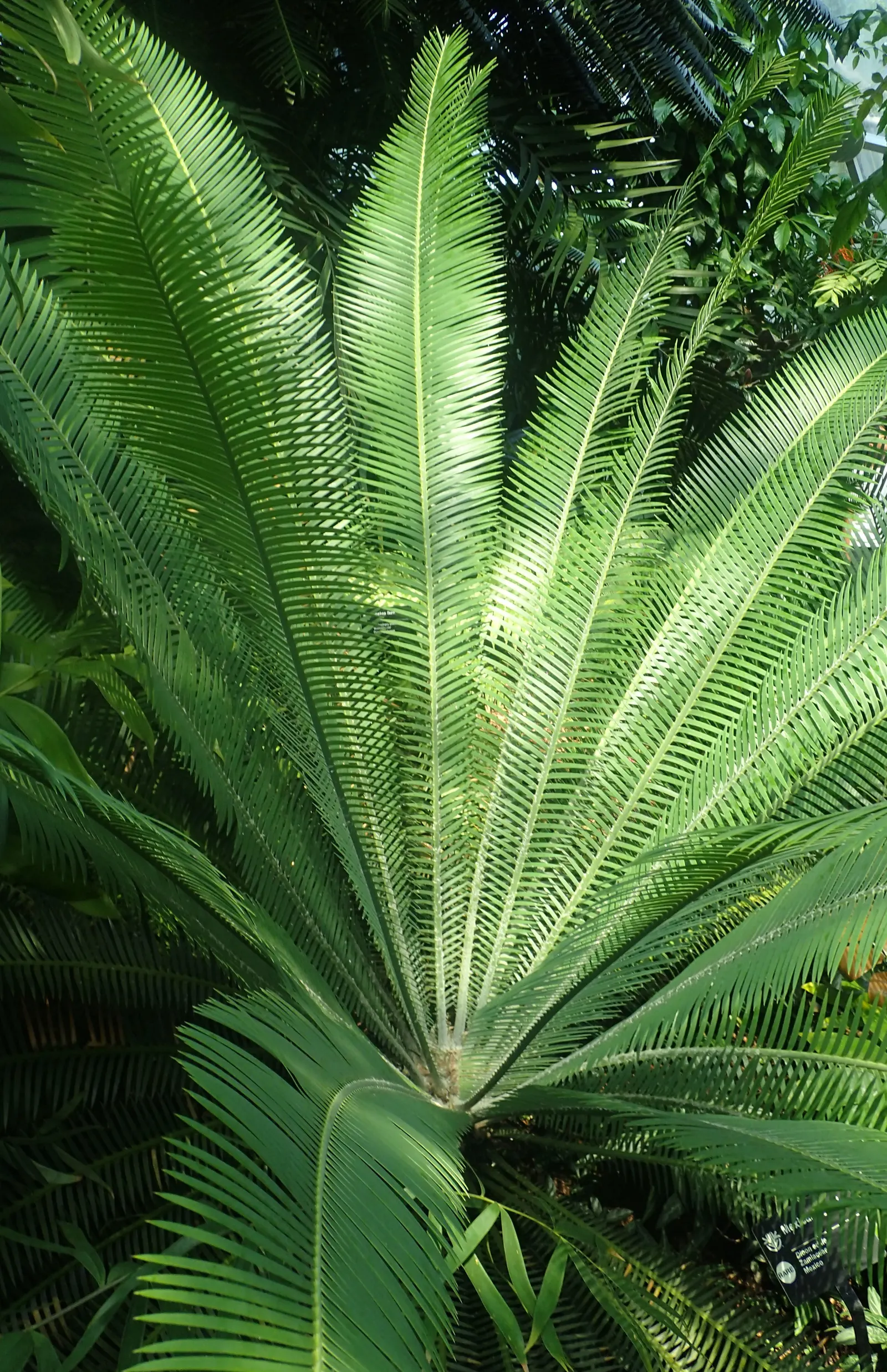 Chestnut Dioon (Dioon Edule) — This palm-like plant features stiff, blue-green leaves reaching lengths of 3-4 feet