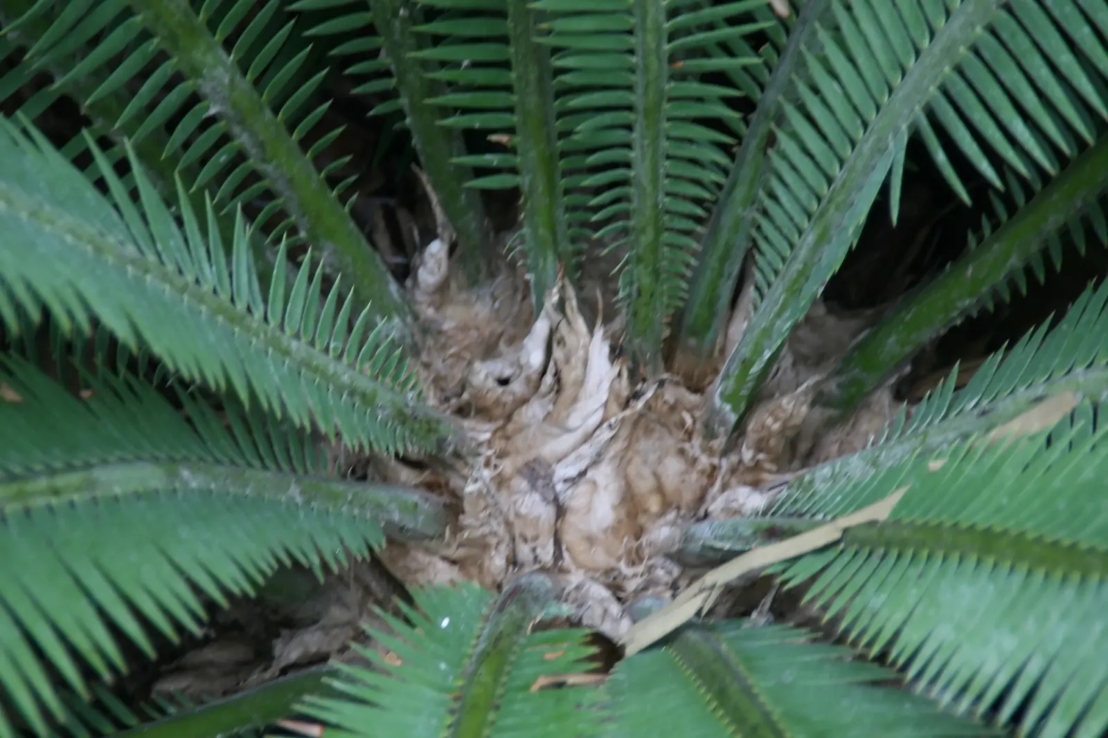 Chestnut Dioon (Dioon Edule) — Dioon edule, commonly known as Chestnut Dioon, is a slow-growing, evergreen cycad native to Mexico; maturing at, image 58