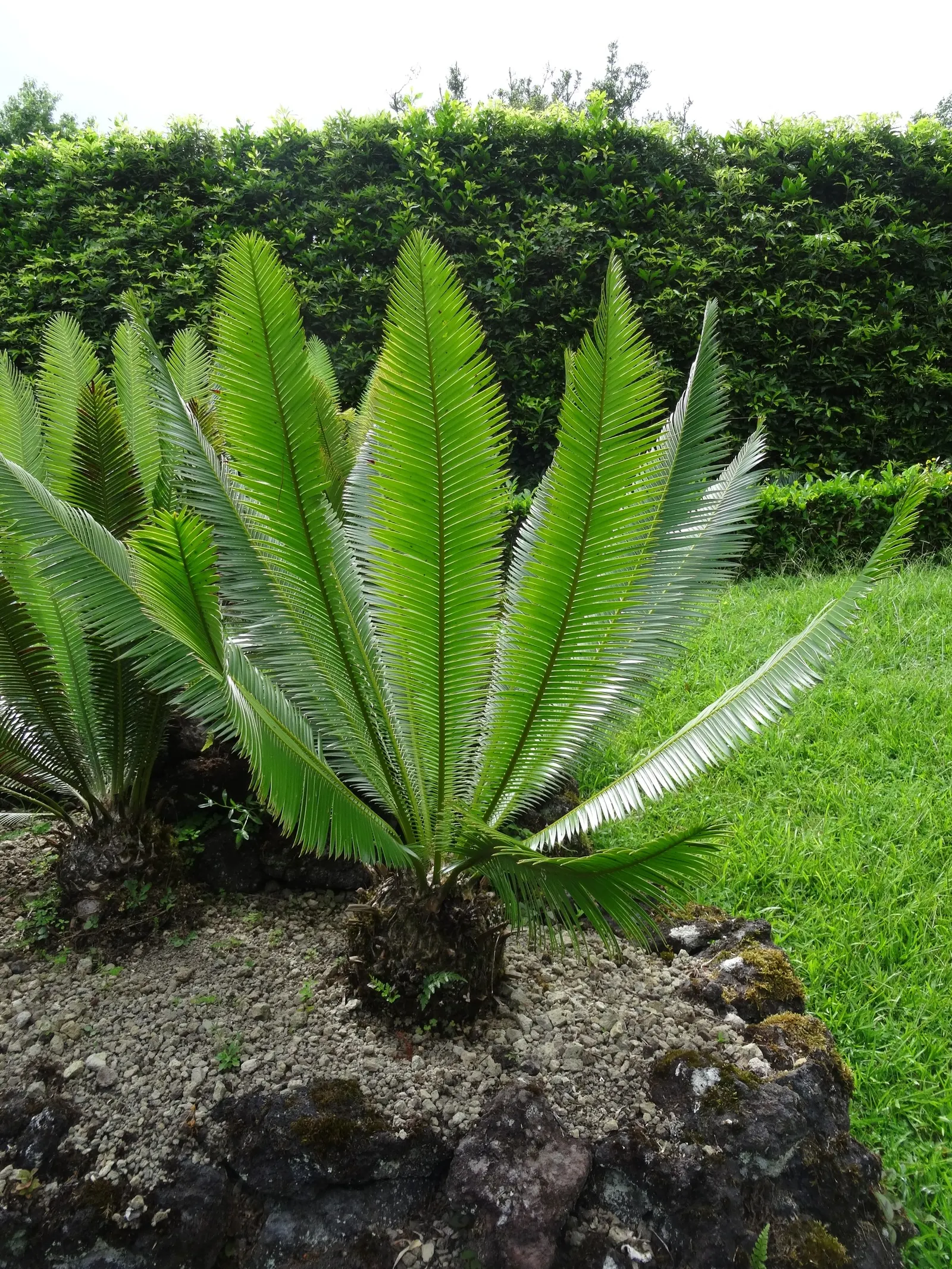 Chestnut Dioon (Dioon Edule) — palm for half; additionally, plants should be spaced approximately 5 to 6 feet apart to accommodate their mature spread