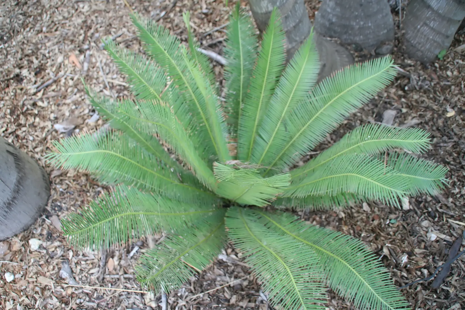 Chestnut Dioon (Dioon Edule) — which extend from a central caudex; suited for USDA Zones 8-11, it thrives in full sun to partial shade and requires