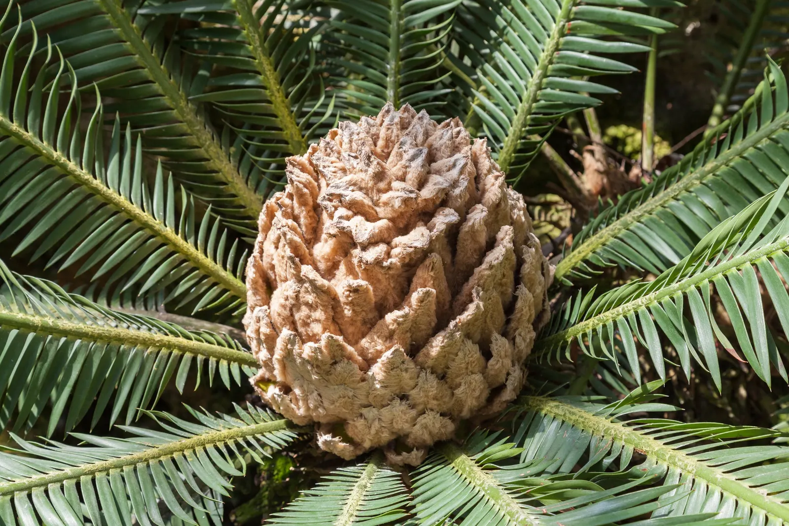 Chestnut Dioon (Dioon Edule) — although it thrives best in well-drained soil; it's drought-tolerant and ideal for xeriscaping or accent positions, image 50